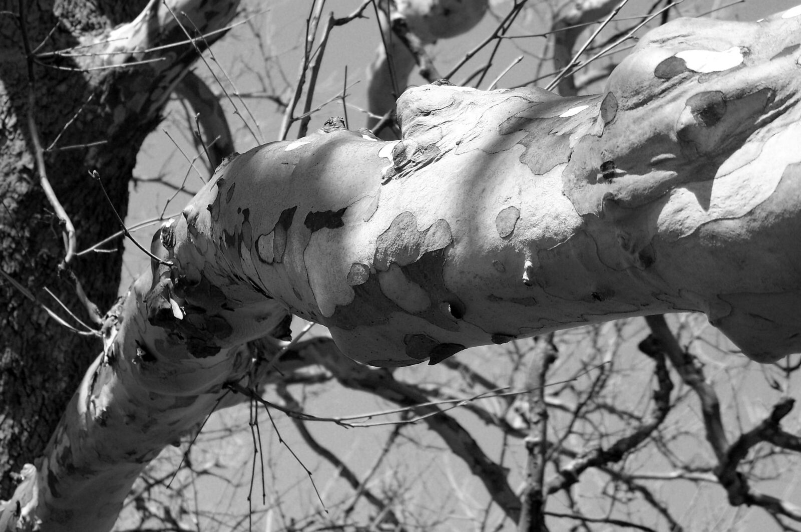 Kodak Z612 ZOOM DIGITAL CAMERA sample photo. Tree, branch, branches photography
