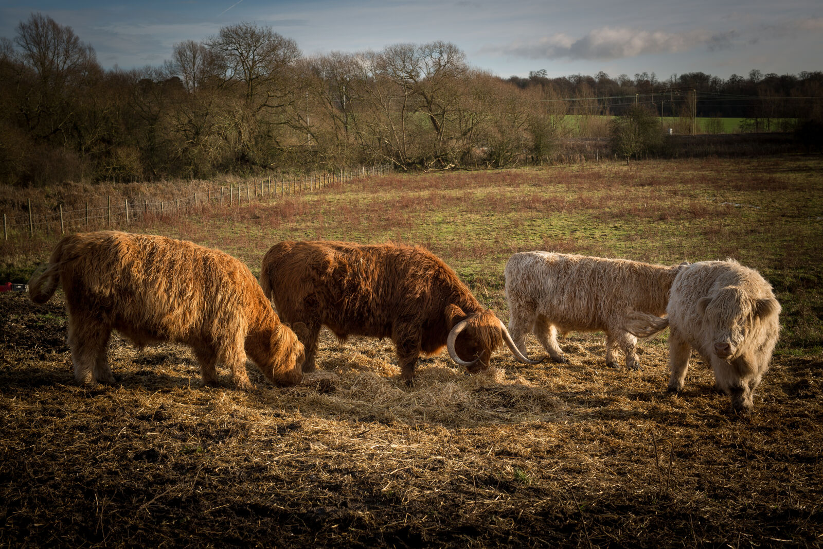 Sigma 50mm F1.4 EX DG HSM sample photo. Sheep, on, field, against photography