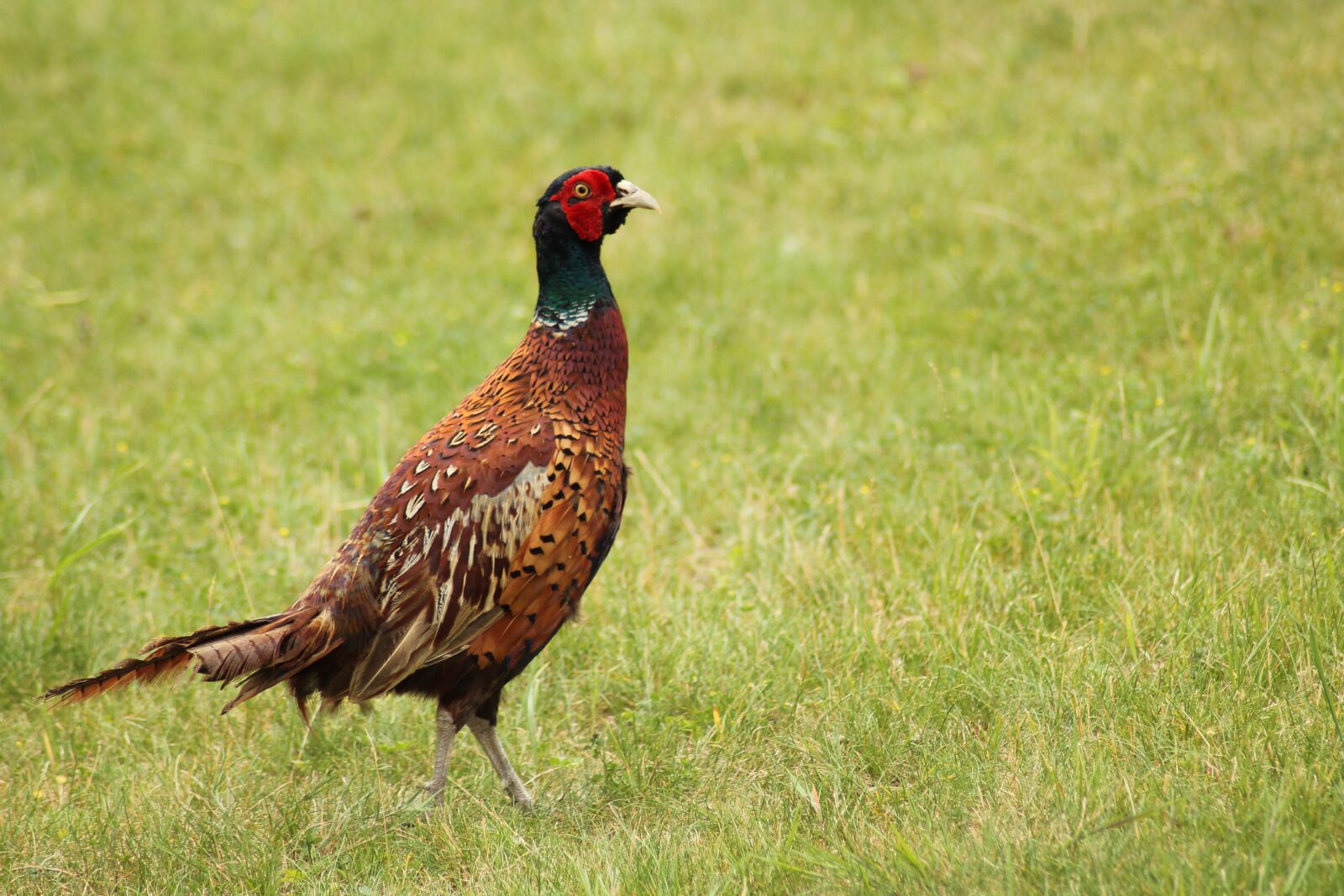 Canon EOS 1100D (EOS Rebel T3 / EOS Kiss X50) sample photo. Doing, bird, volatile photography
