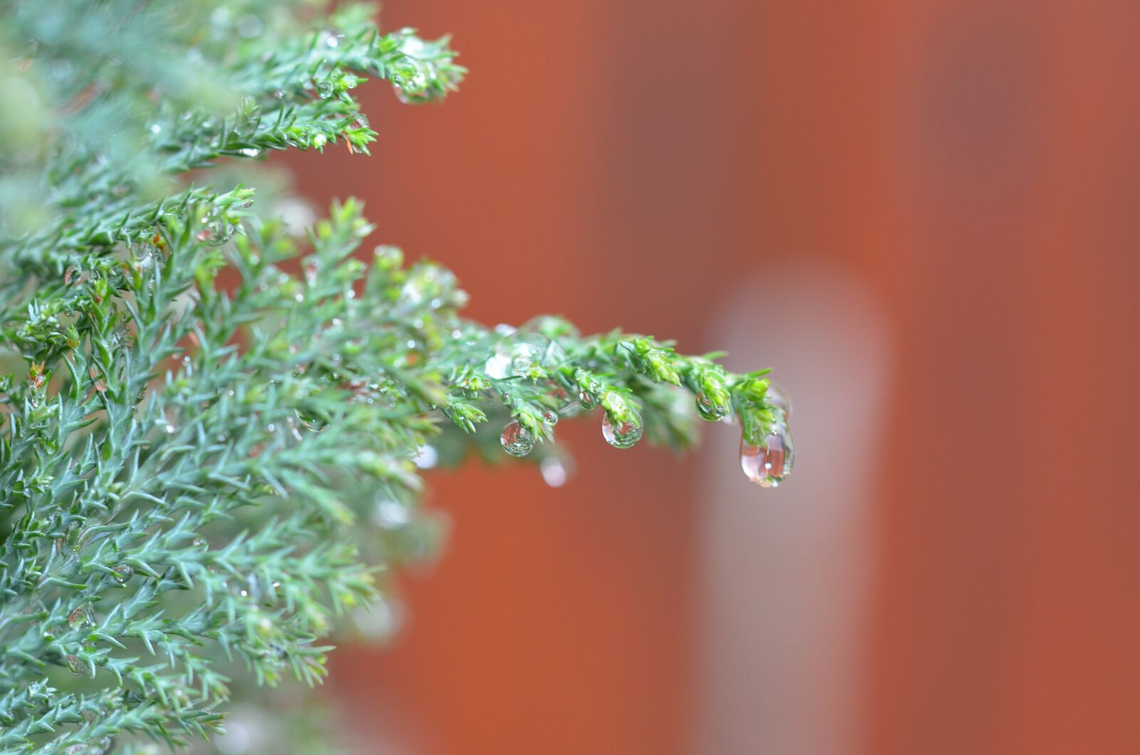 Nikon D5100 sample photo. Raindrop, drops, macro photography