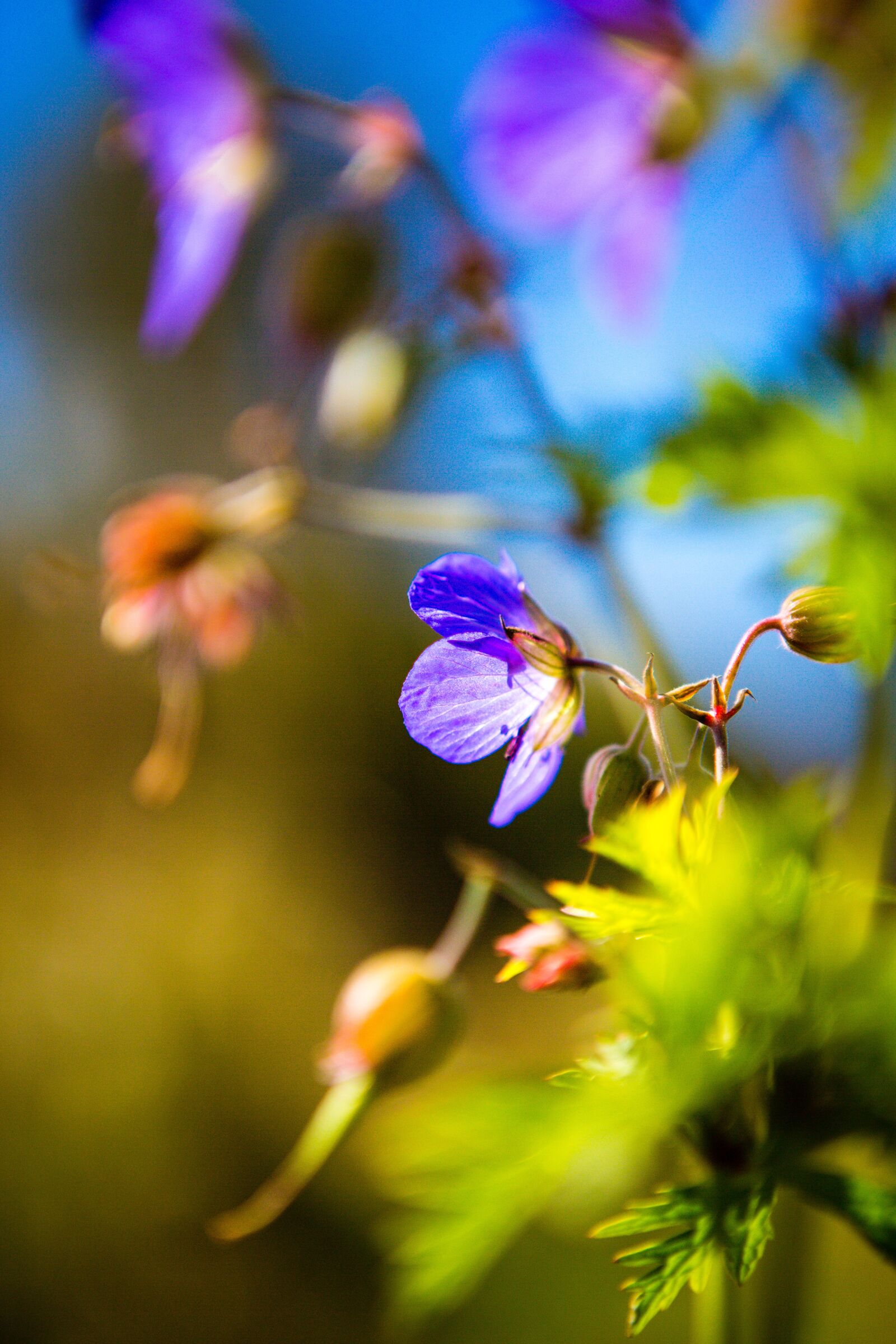 Canon EOS 5D Mark III sample photo. Wild flower, meadow, blue photography