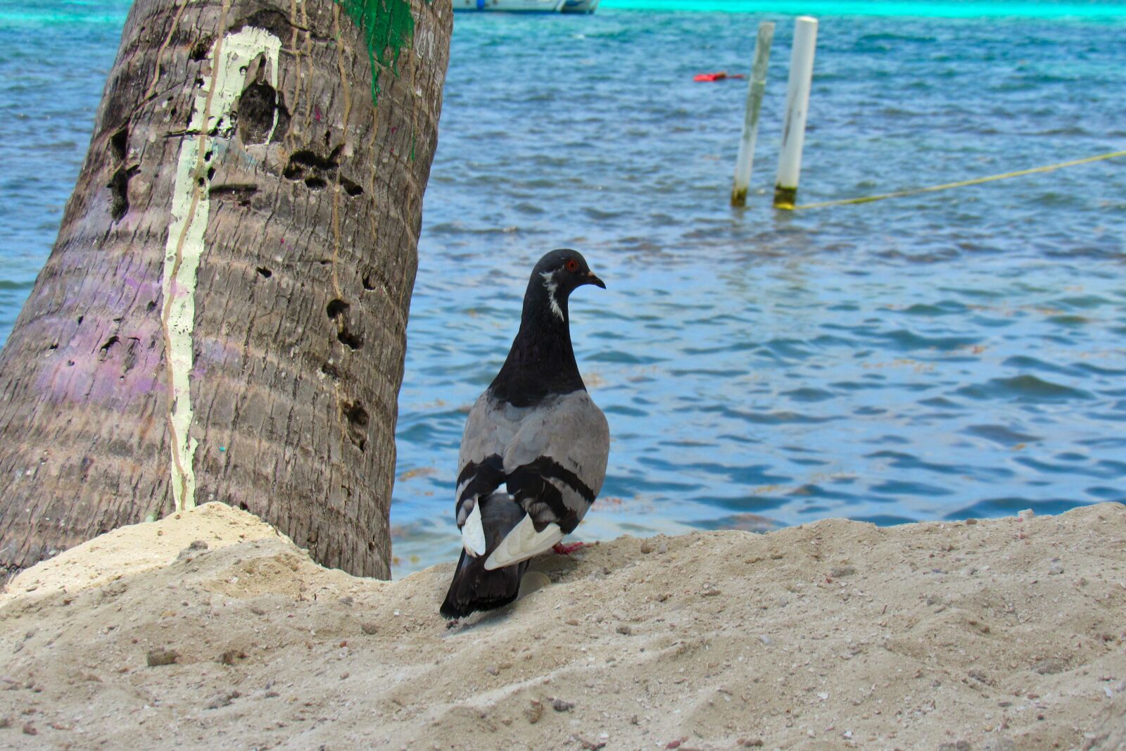 Canon PowerShot SX530 HS sample photo. Pigeon, sand, sea photography