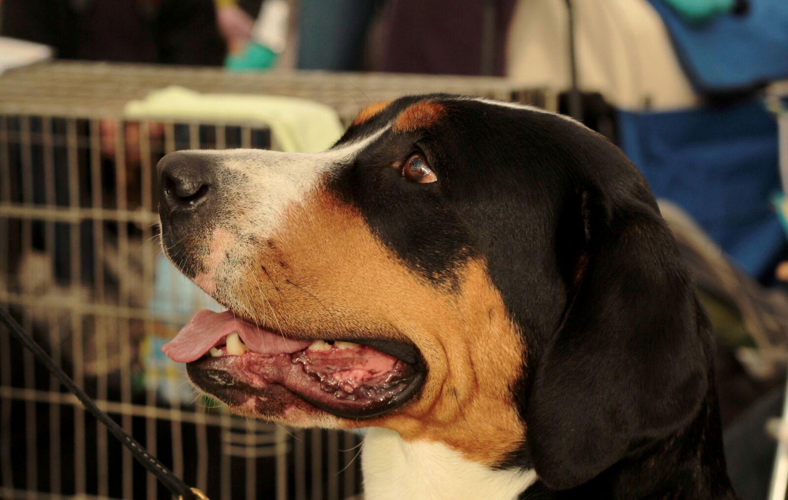 Canon EOS 600D (Rebel EOS T3i / EOS Kiss X5) + Canon EF 50mm F1.8 STM sample photo. Dogshow, portet, dog photography