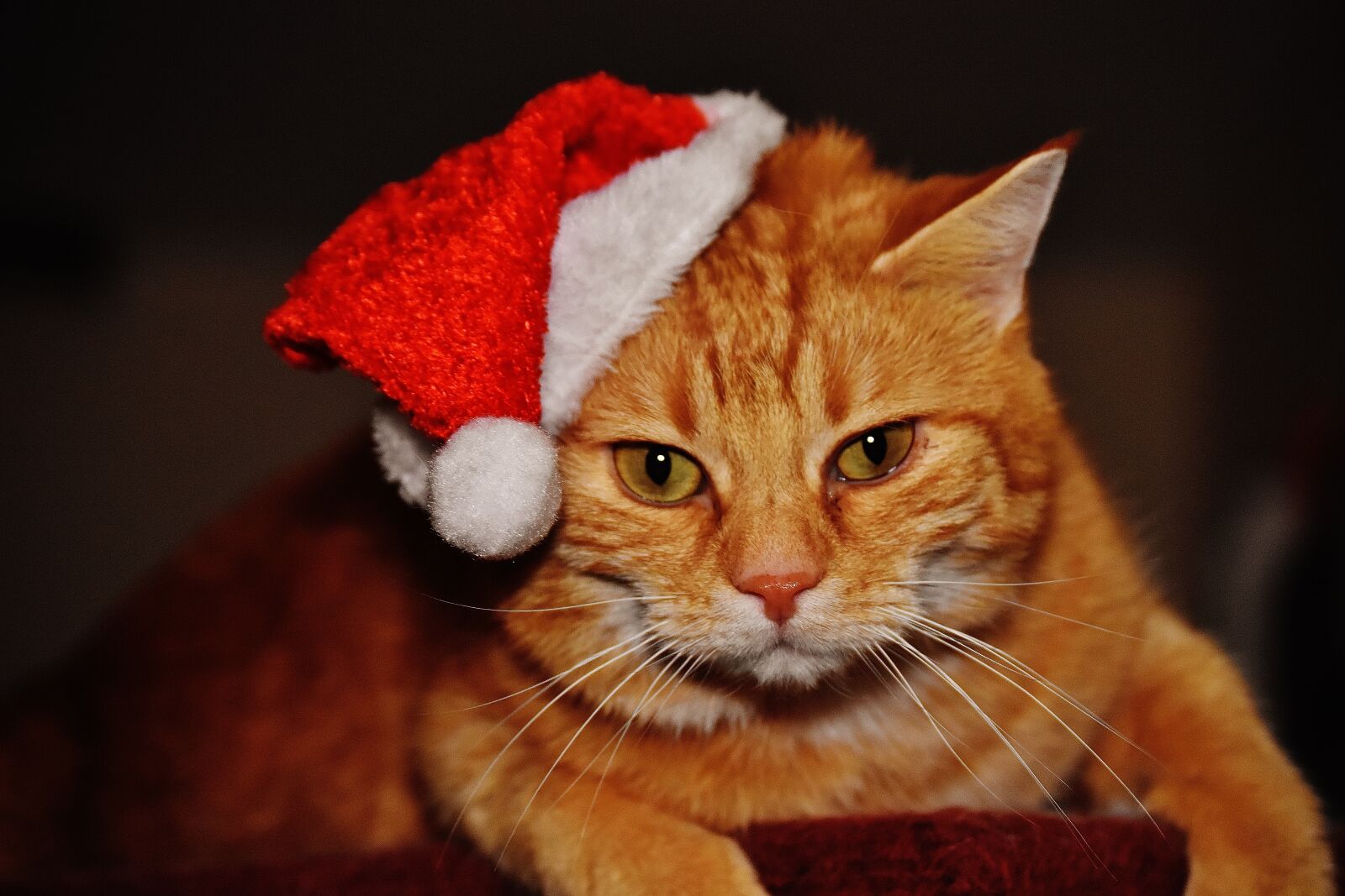Nikon D7200 sample photo. Cat, red, christmas photography