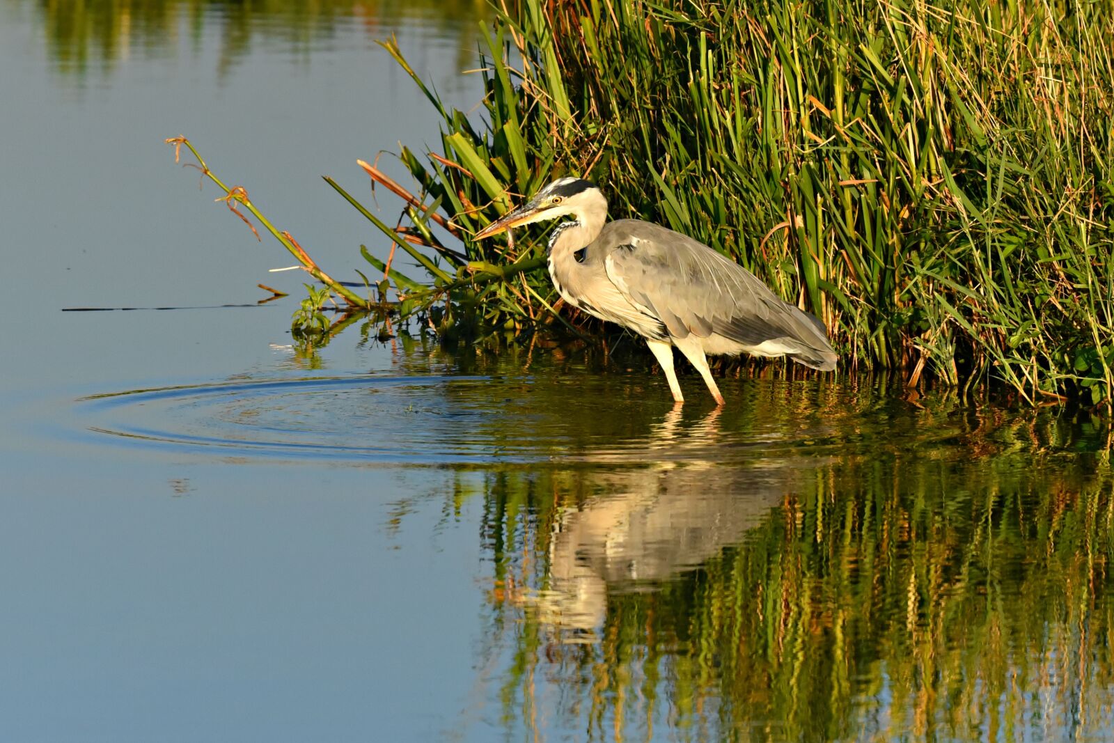 Nikon D750 sample photo. Heron, wading bird, animal photography