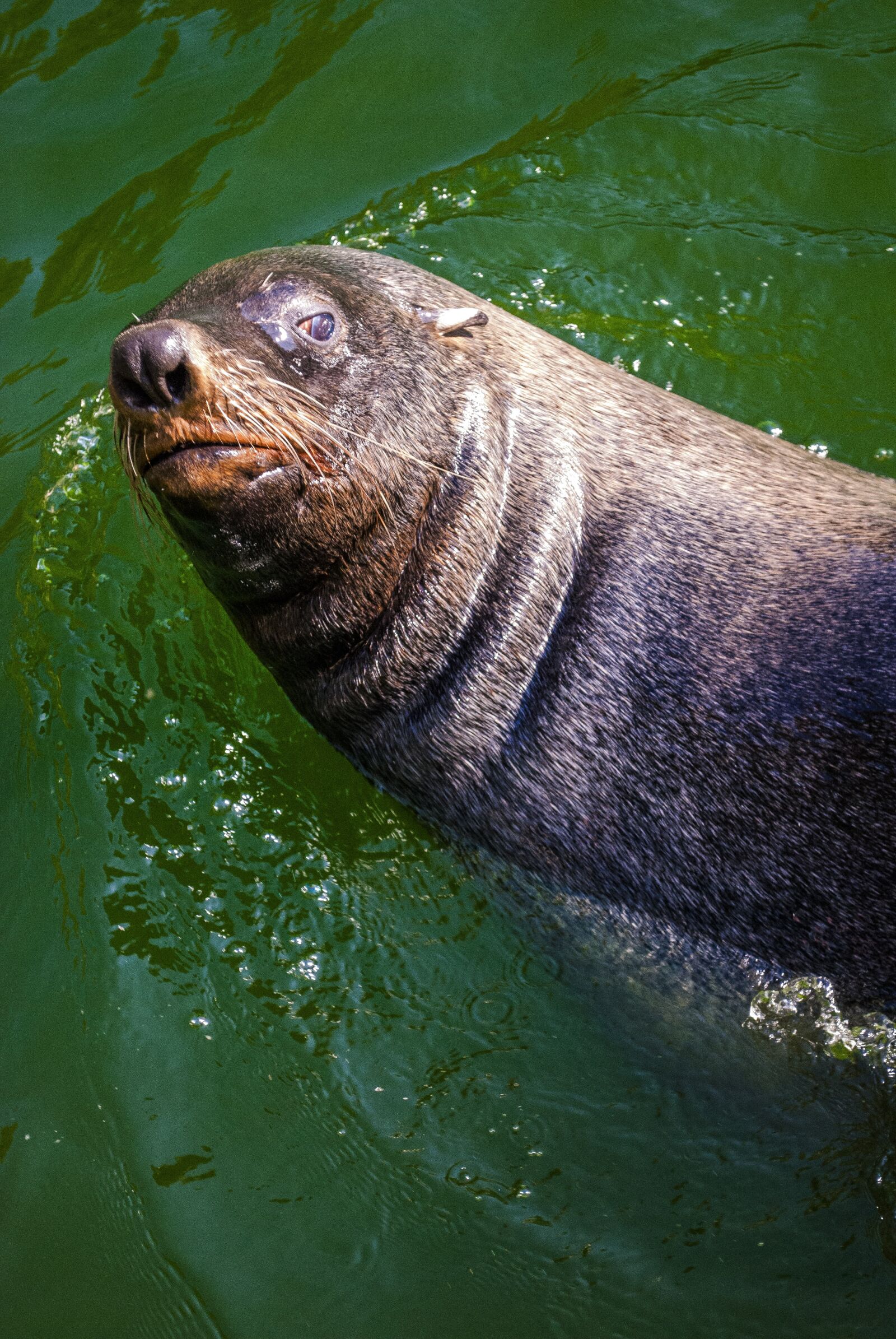 Nikon D60 sample photo. Seerobbe, robbe, seal photography