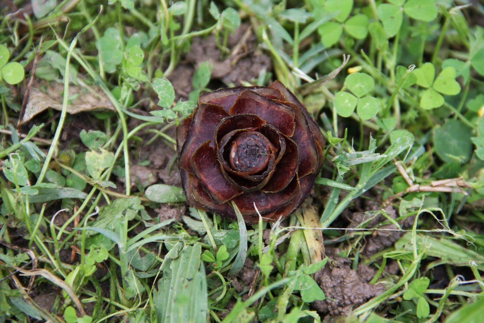 Canon EOS 40D sample photo. Flower, wood, apple pin photography