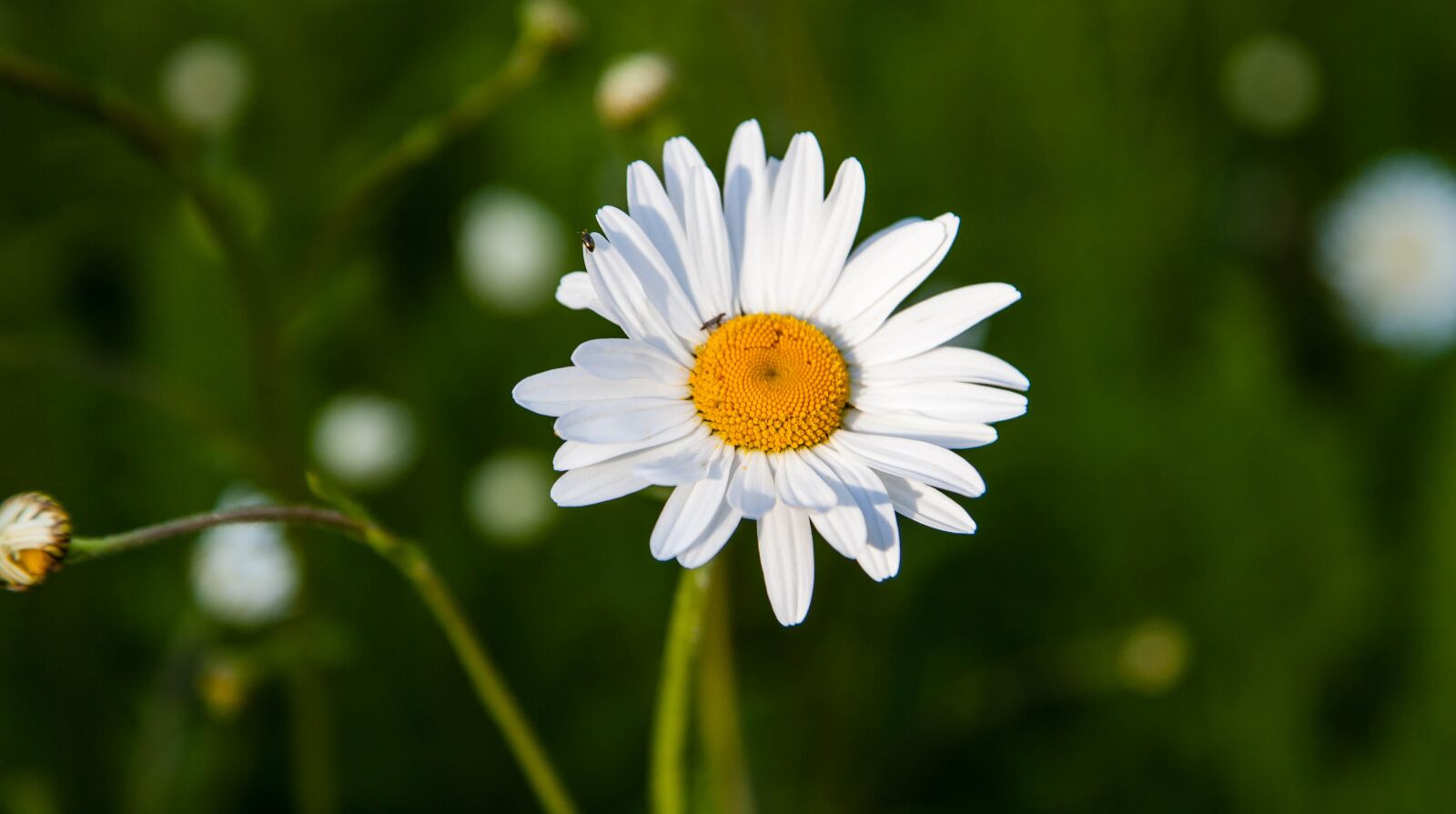 Canon EOS 5D Mark II + Canon EF 24-105mm F4L IS USM sample photo. Flower, nature, spring photography