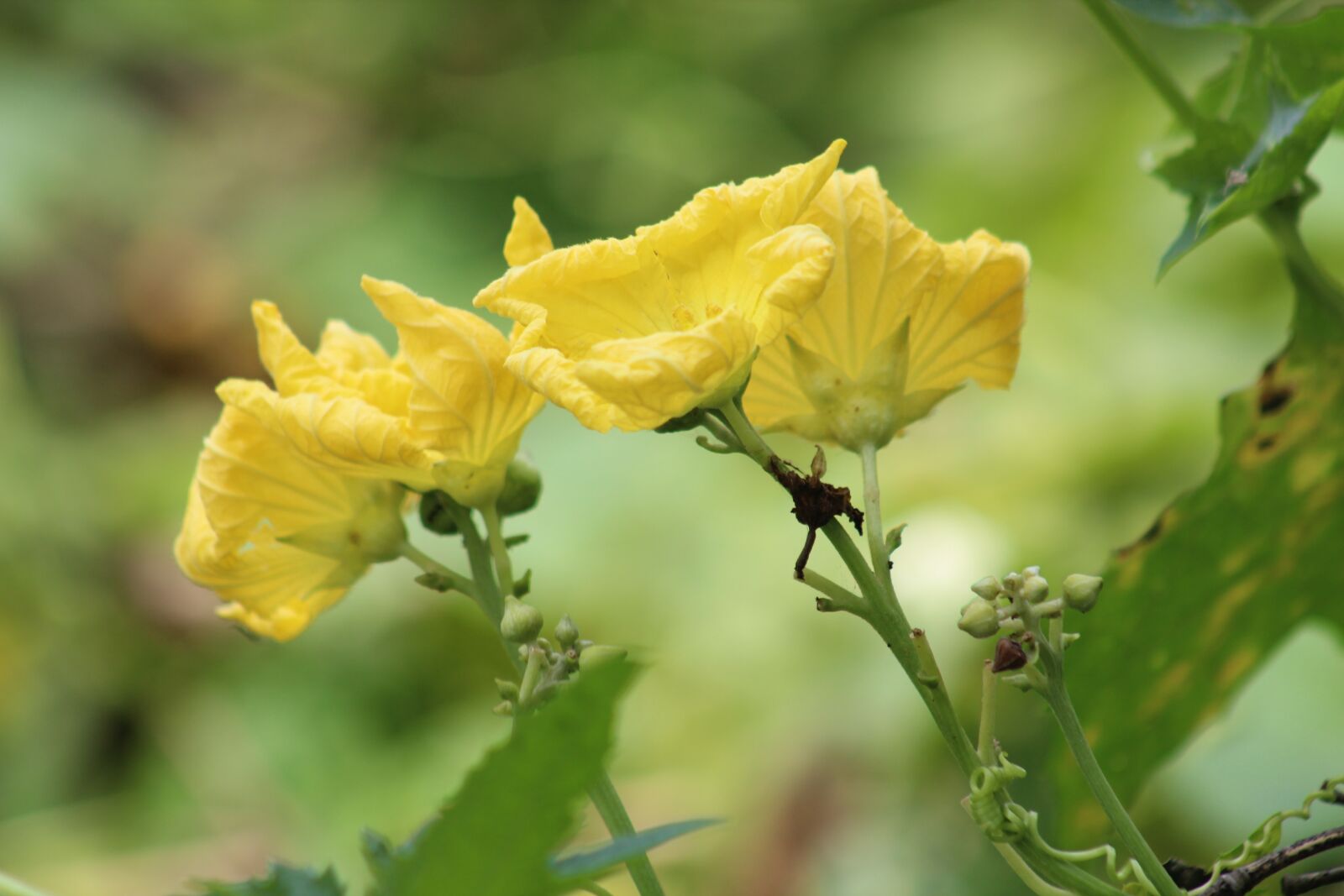 Canon EF75-300mm f/4-5.6 sample photo. Flower, wallpaper, nature photography
