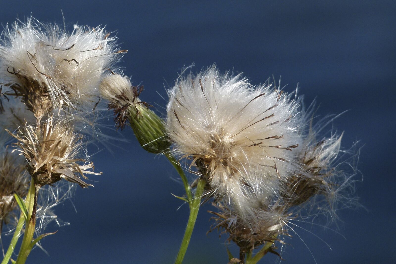 Panasonic Lumix DMC-FZ100 sample photo. Ripe fruit, withered, thistle photography