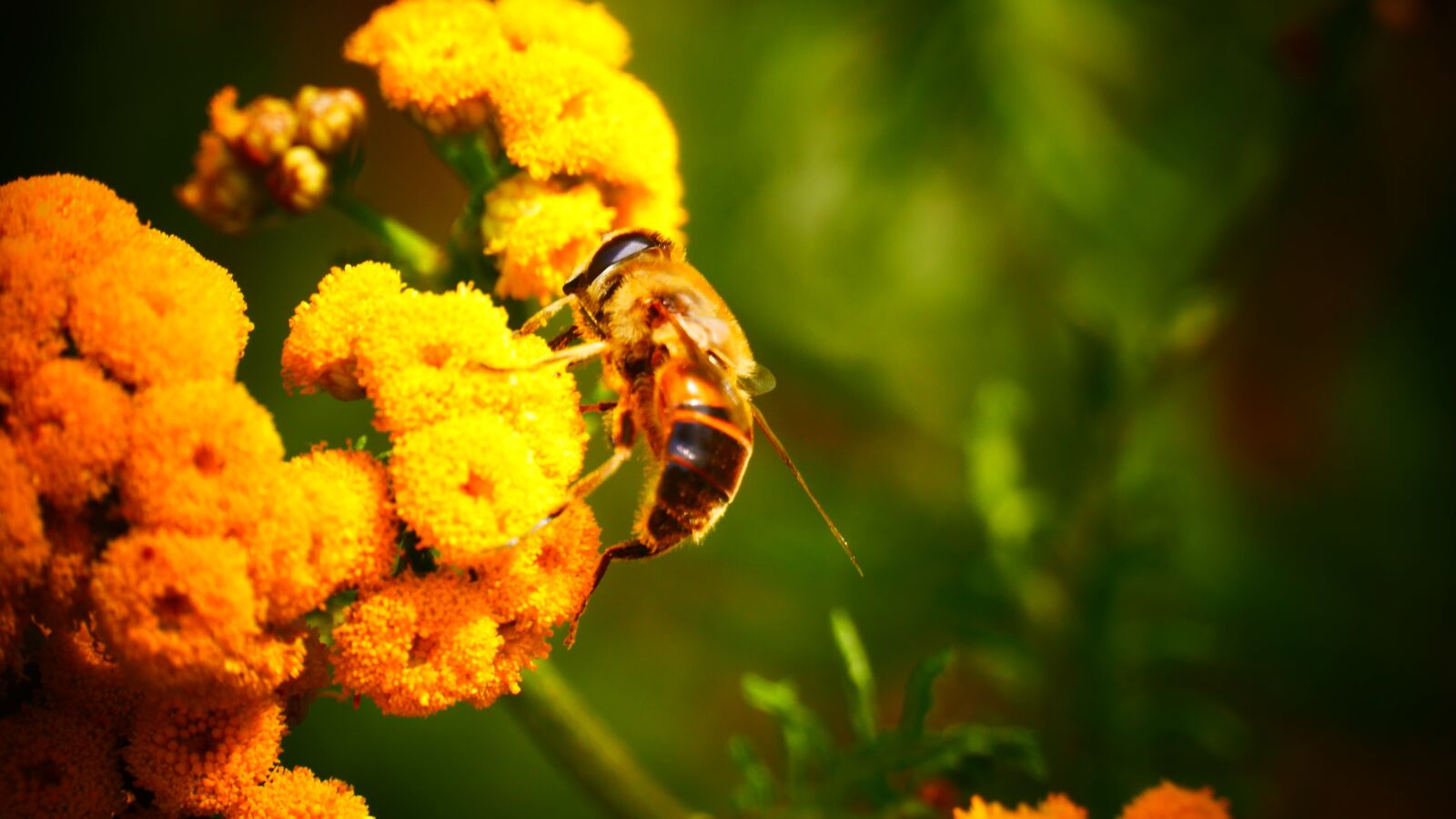 Panasonic Lumix DMC-G85 (Lumix DMC-G80) sample photo. Bee, honey, flower photography