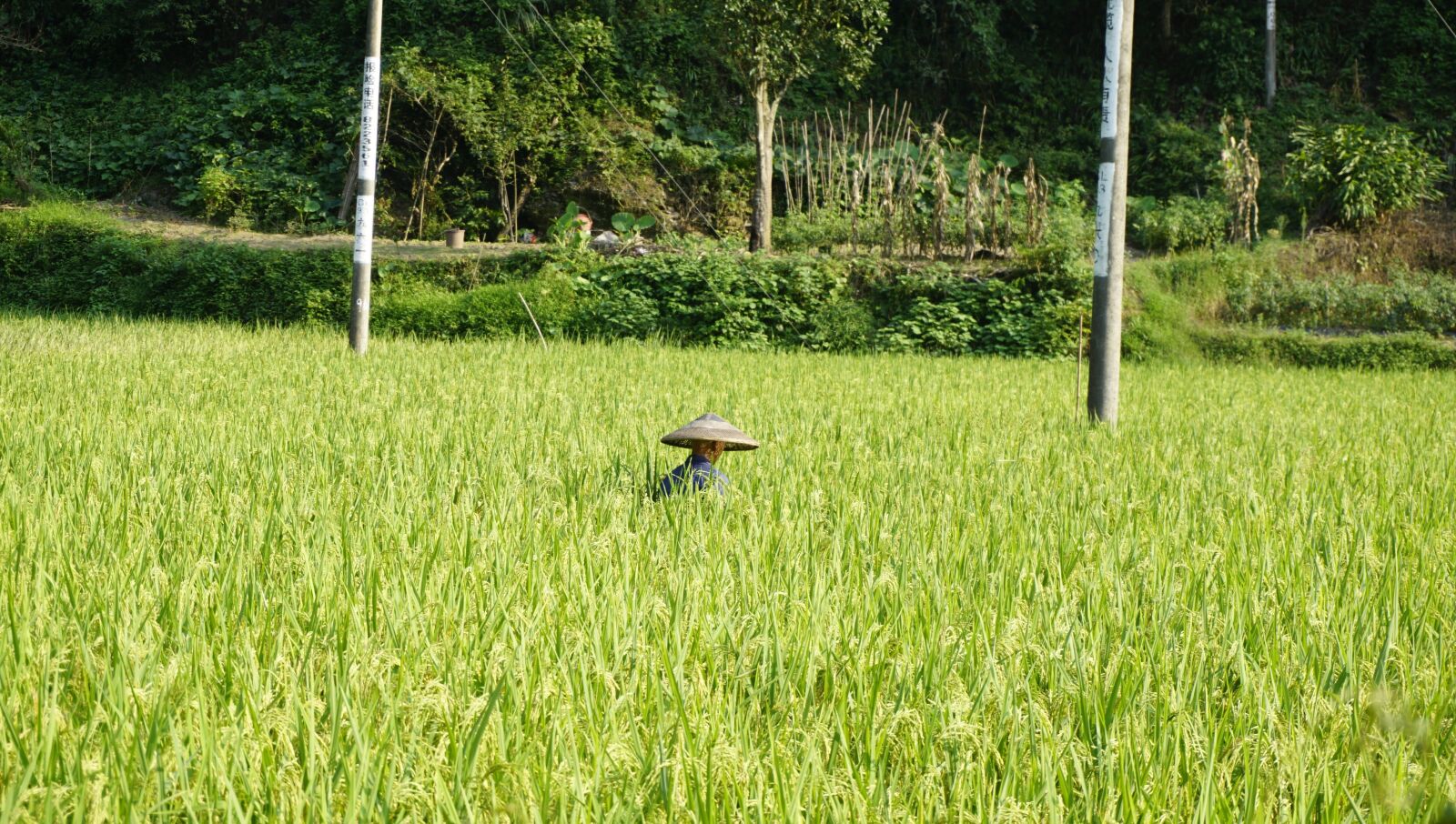 Sony a6000 sample photo. Rice, farmer, humanities photography