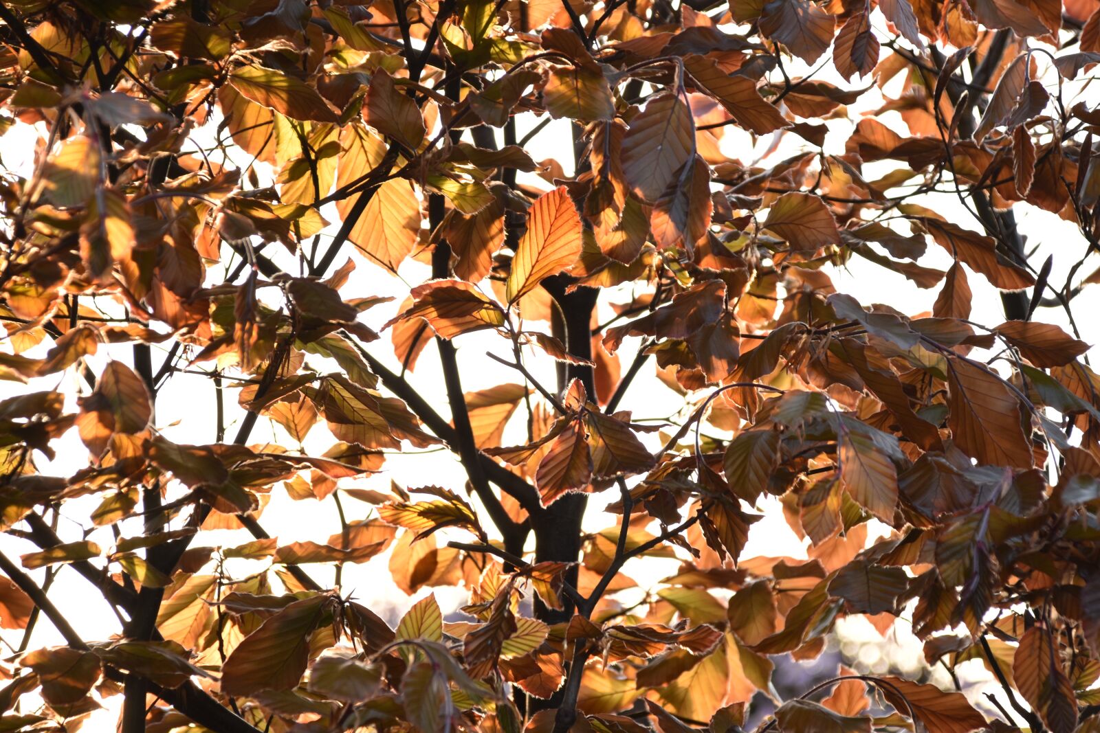 Nikon D5500 sample photo. Sheet, autumn, nature photography