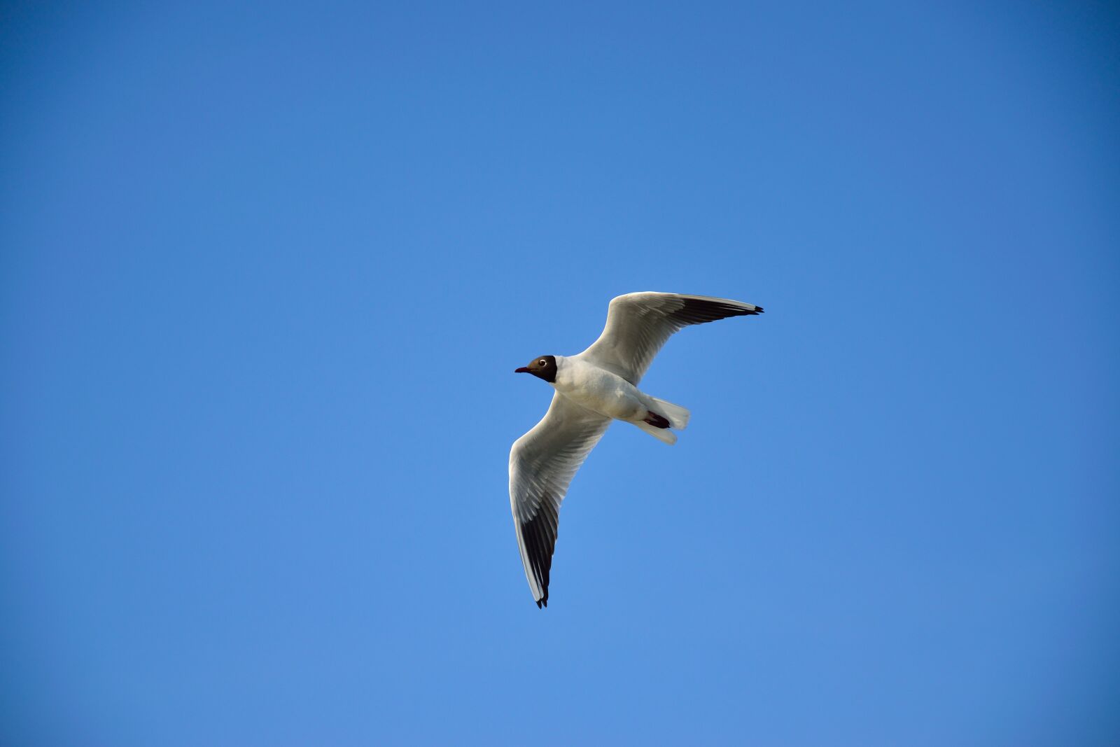 Nikon D3300 sample photo. Air, animal, background, bird photography