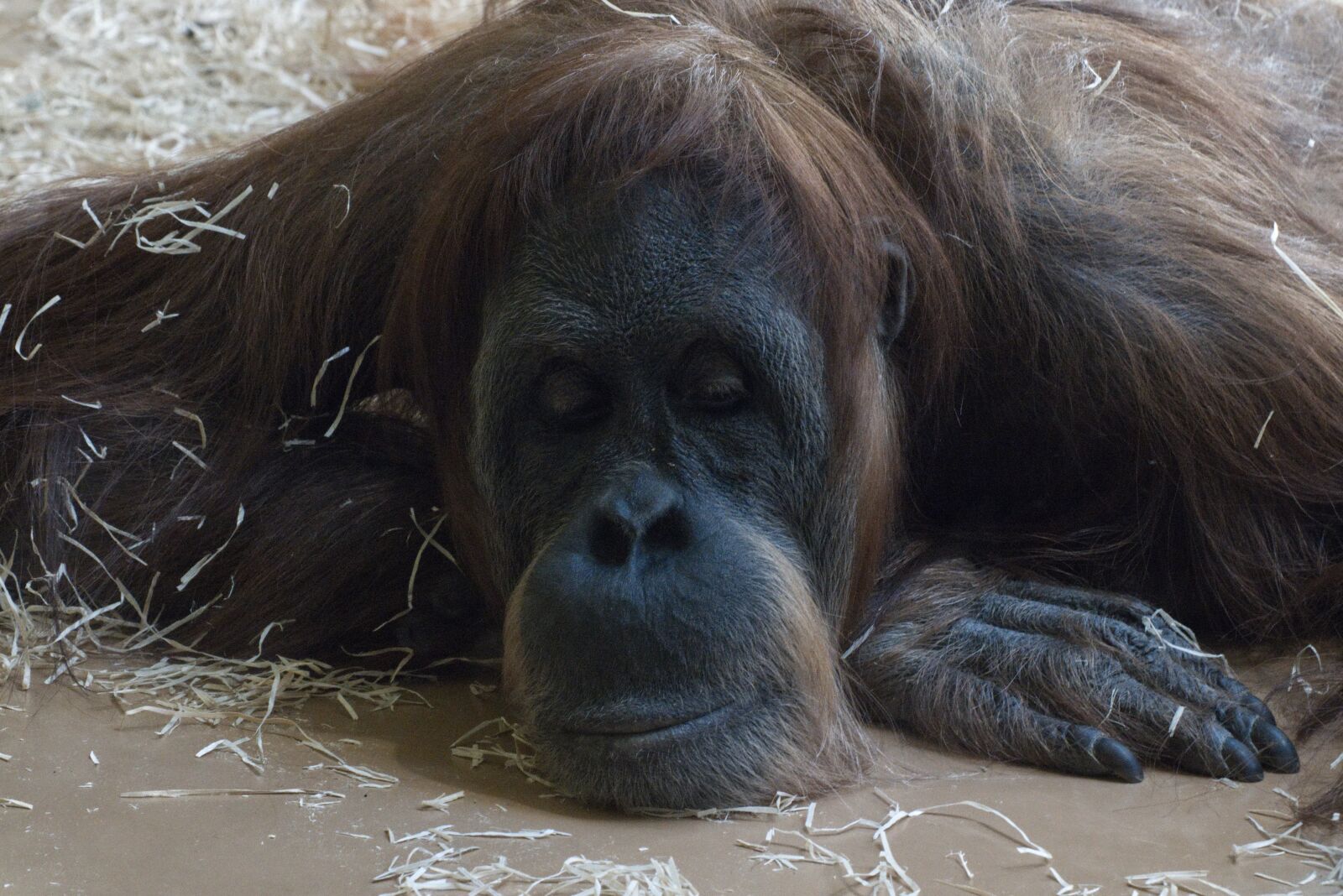 Canon EOS 800D (EOS Rebel T7i / EOS Kiss X9i) sample photo. Monkey, orang-utan, animal photography