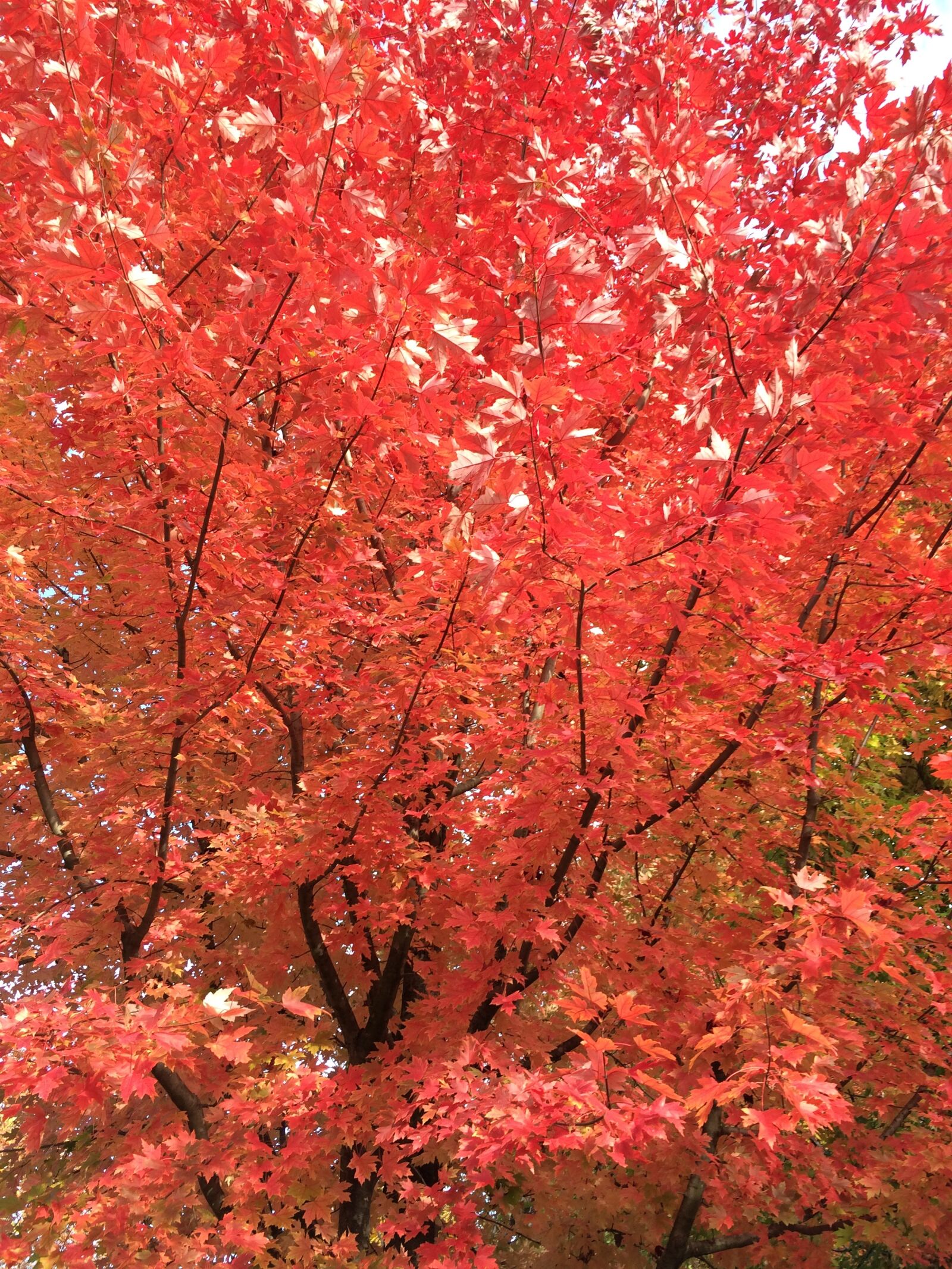 iPhone 5s back camera 4.15mm f/2.2 sample photo. Maple, red leaf, fall photography