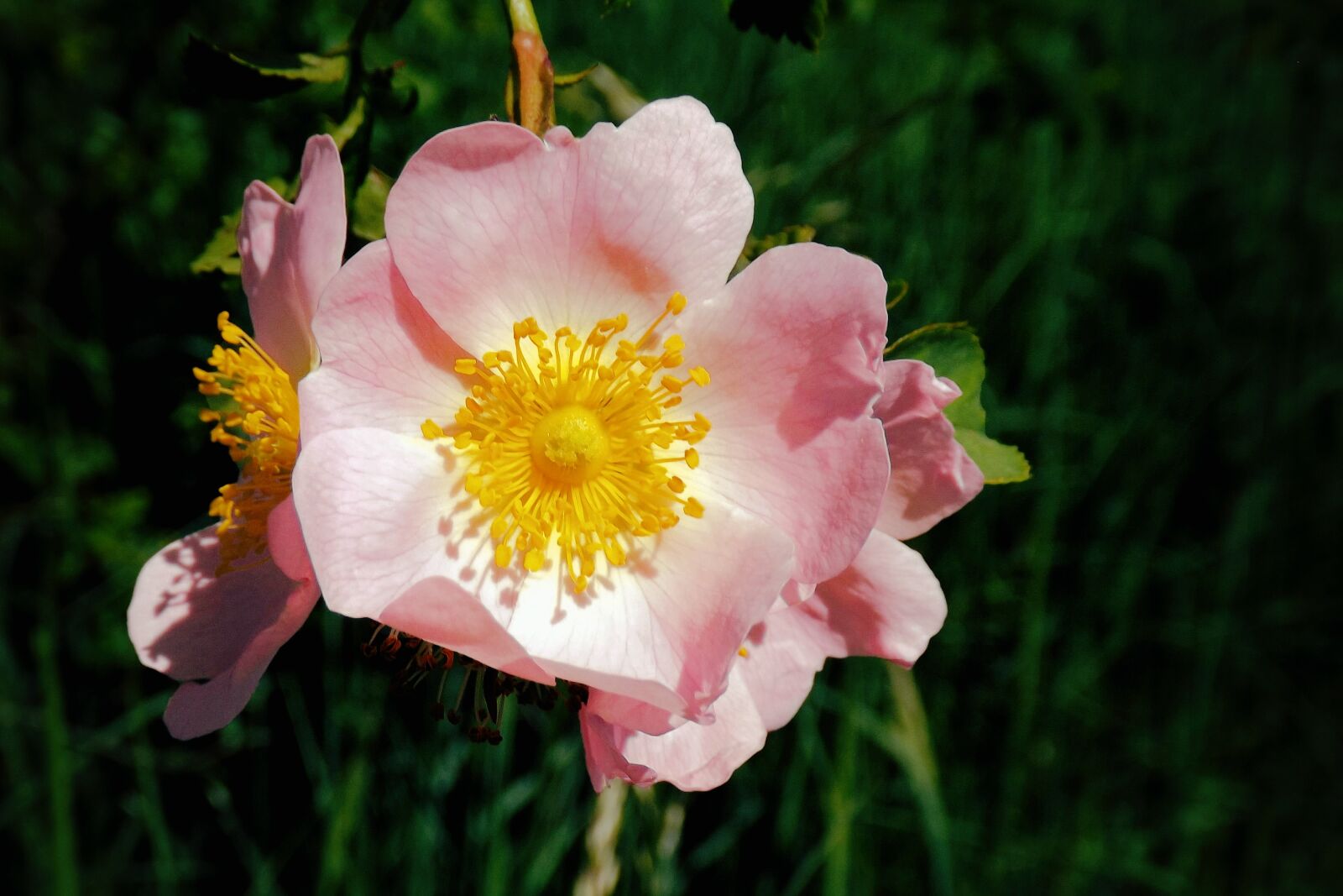Fujifilm FinePix S4300 sample photo. Wild rose, bush rose photography