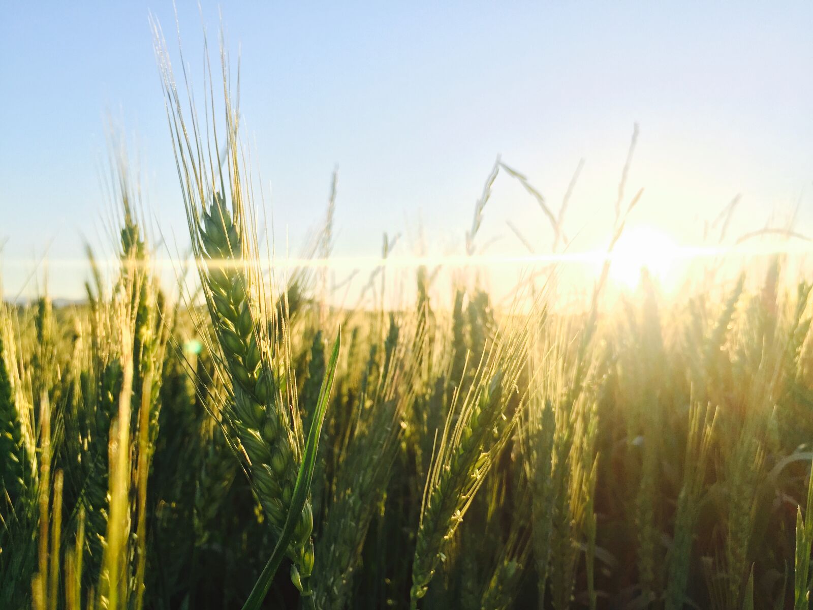 Apple iPhone 6 sample photo. Agriculture, green, orange, sky photography