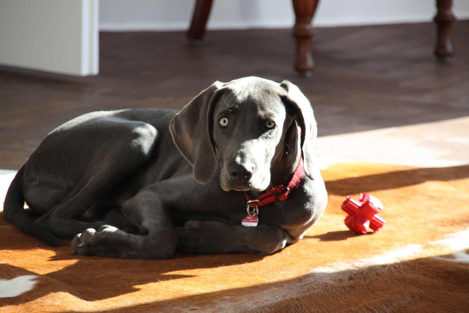 Canon EOS 450D (EOS Rebel XSi / EOS Kiss X2) sample photo. Weimaraner, dog, young dog photography