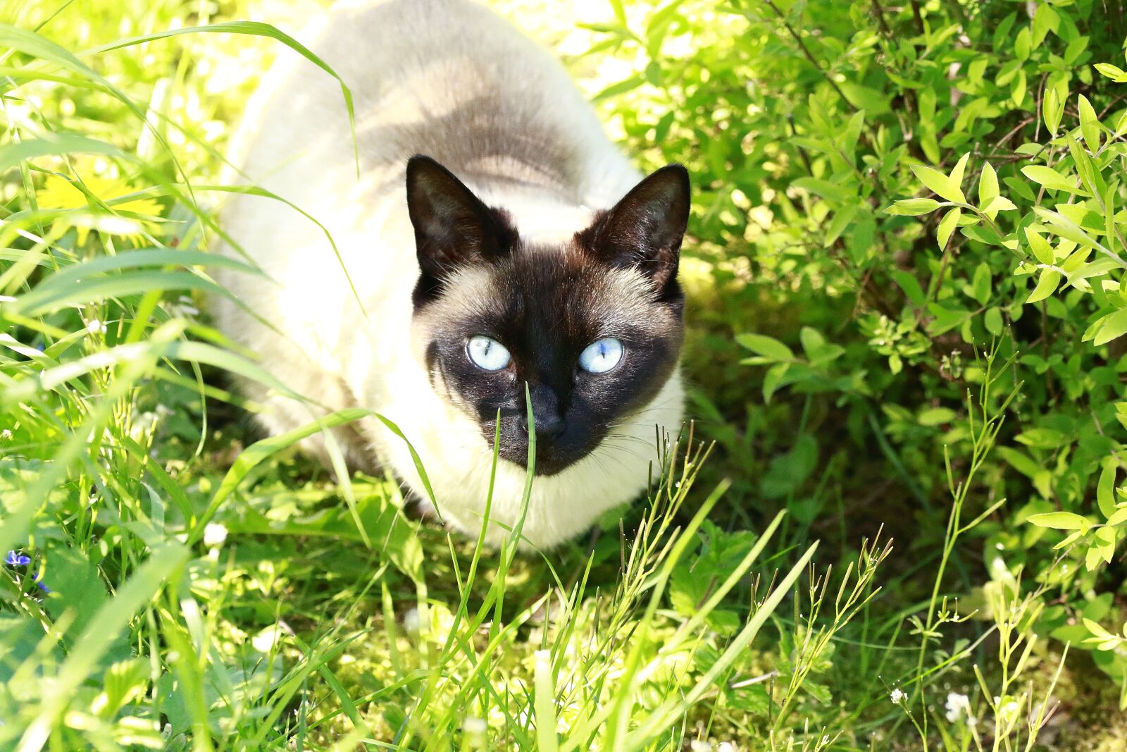 Canon EOS 60D sample photo. Cat, blue eyes, blue photography