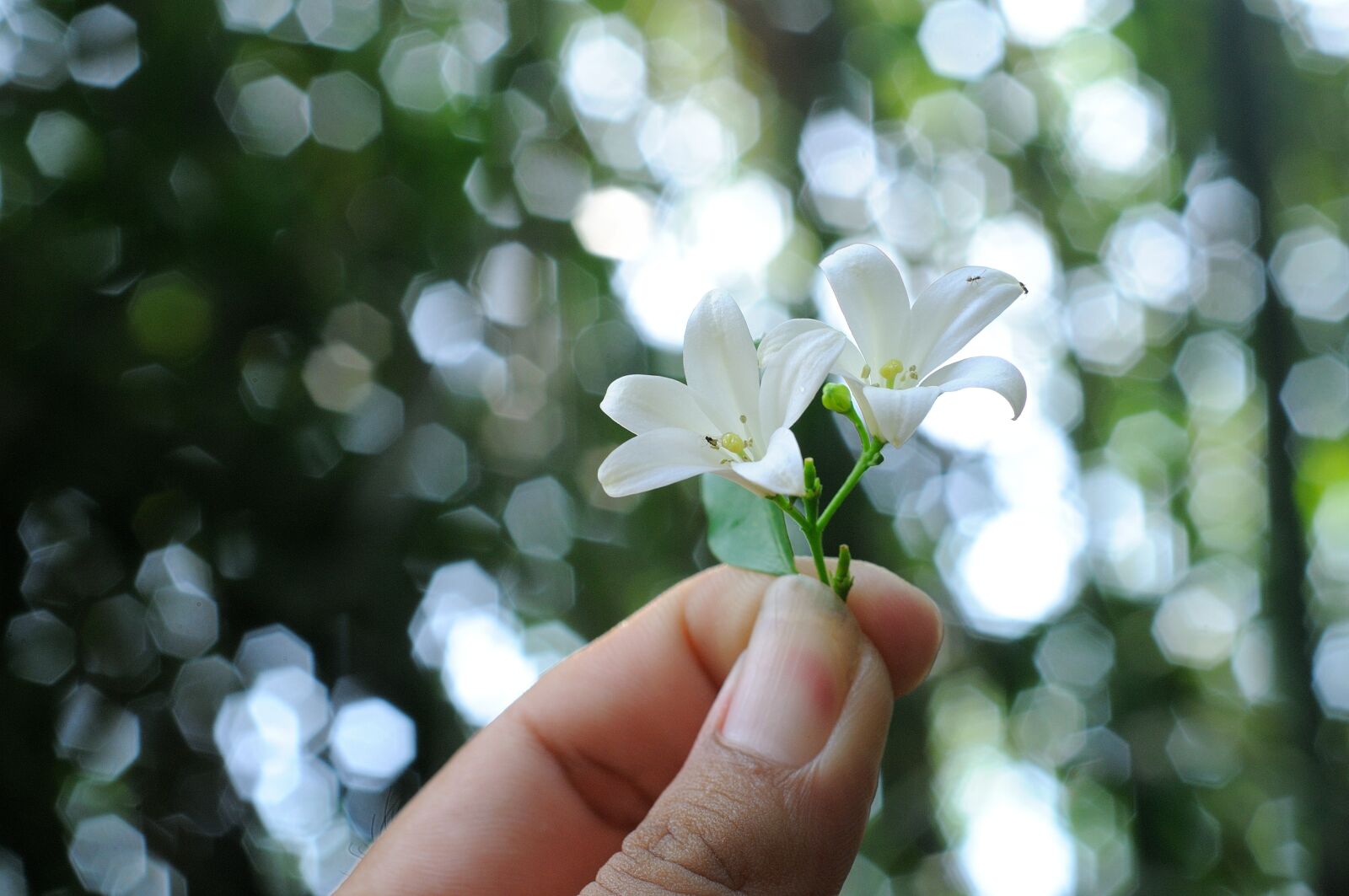 Nikon D300S sample photo. Bokeh, flower, couple photography