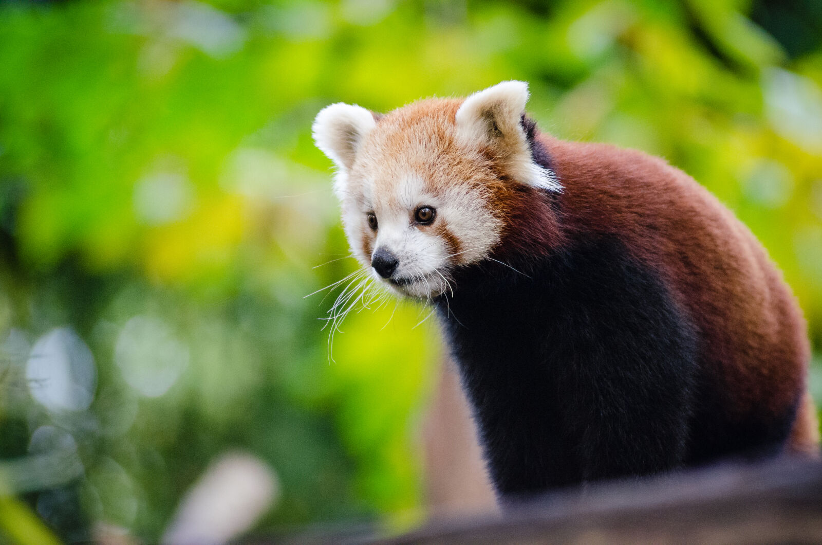 AF Zoom-Nikkor 80-200mm f/2.8 ED sample photo