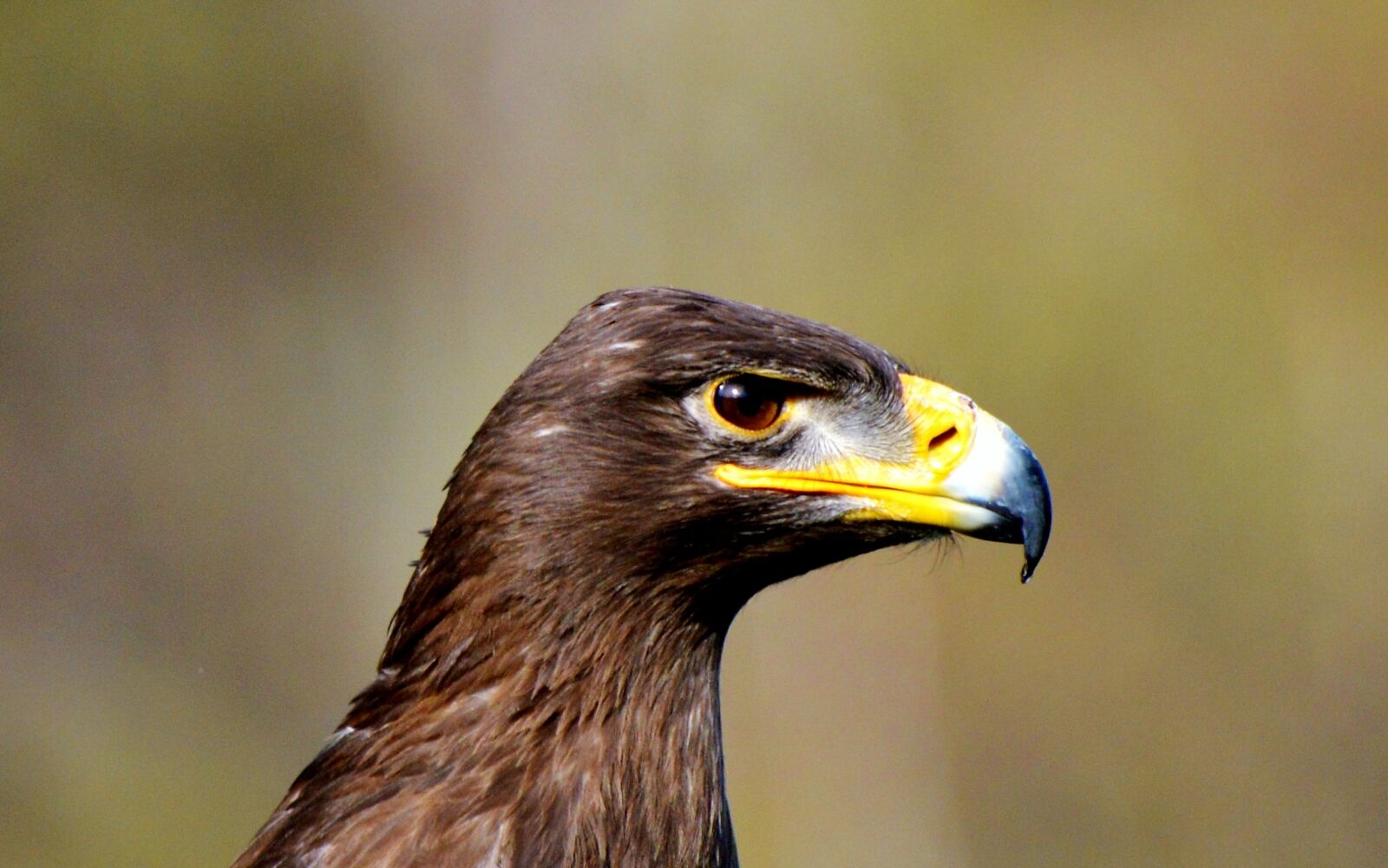 Nikon D3200 sample photo. Adler, bird of prey photography