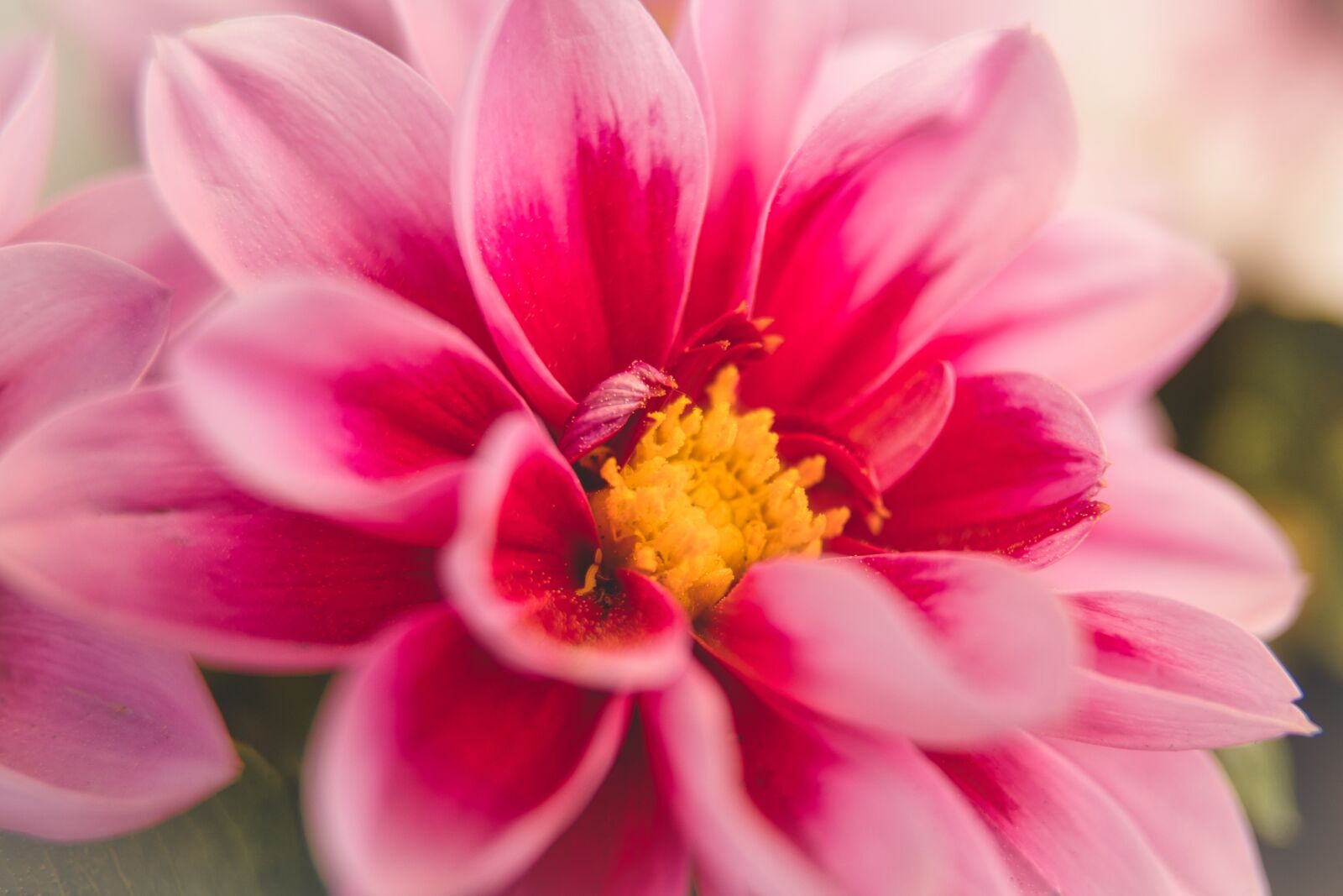 Canon EOS 800D (EOS Rebel T7i / EOS Kiss X9i) sample photo. Dahlia, flower, nature photography