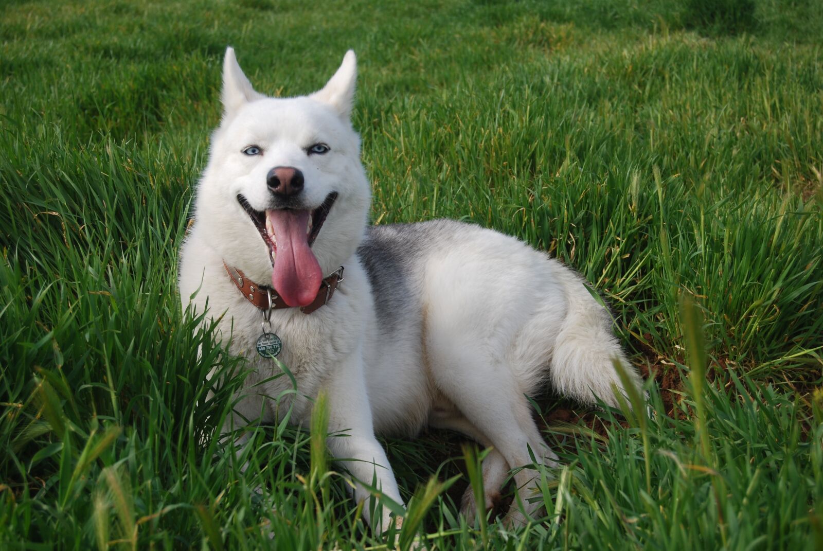 Nikon D60 sample photo. Dog, pets, siberian husky photography