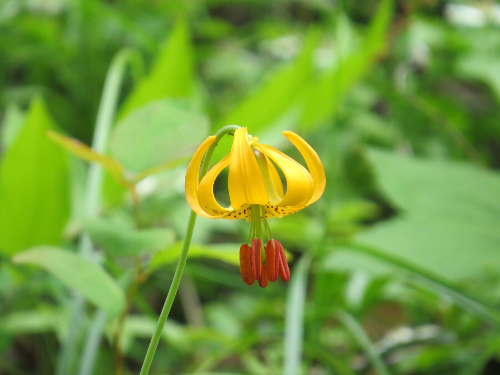 Canon PowerShot SX50 HS sample photo. Wild, tiger, lily photography