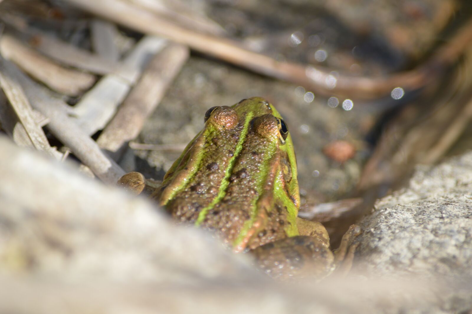 Nikon D3200 sample photo. Frog, animal, bank photography