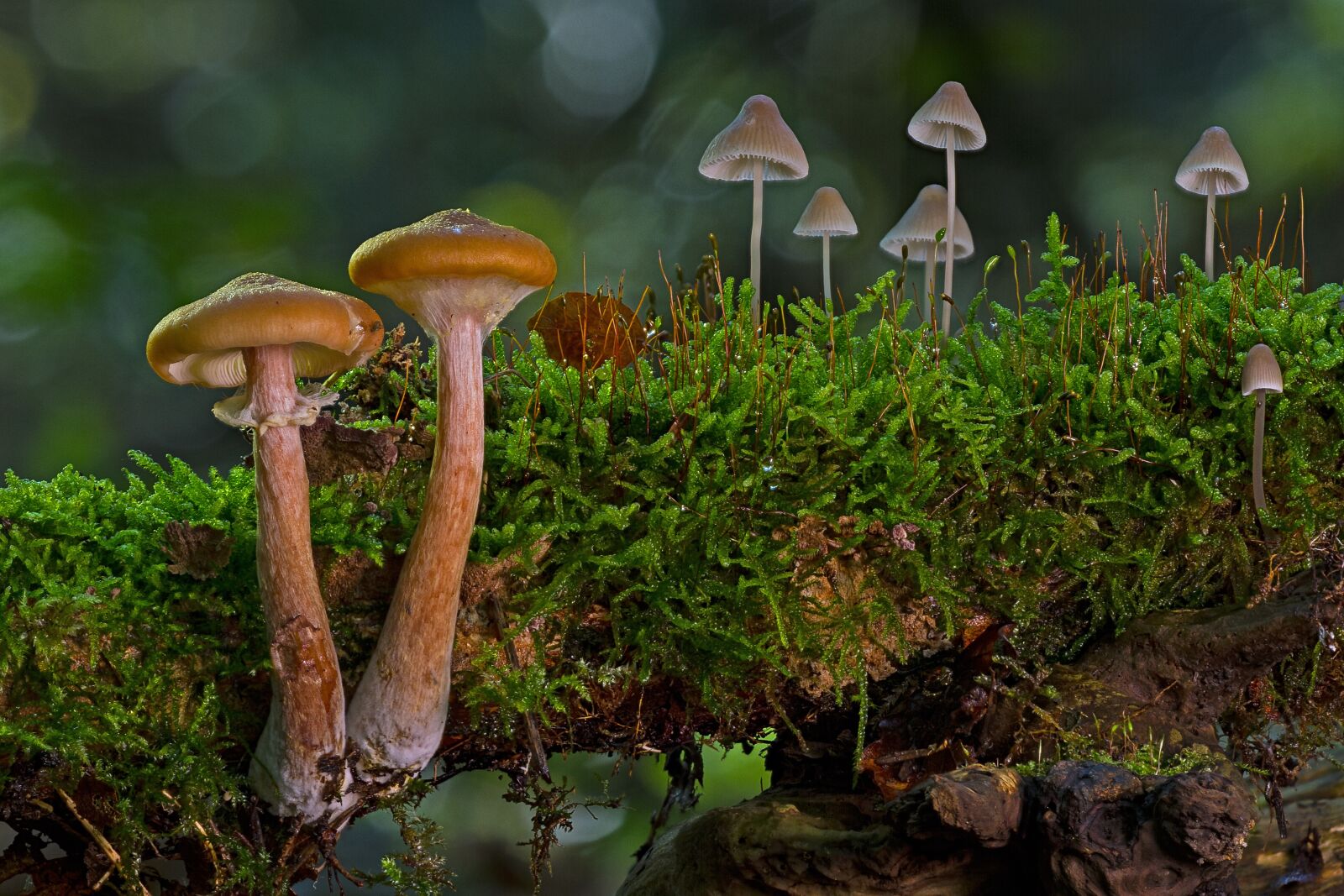 Canon EOS 7D sample photo. Mushrooms, small mushrooms, sponge photography