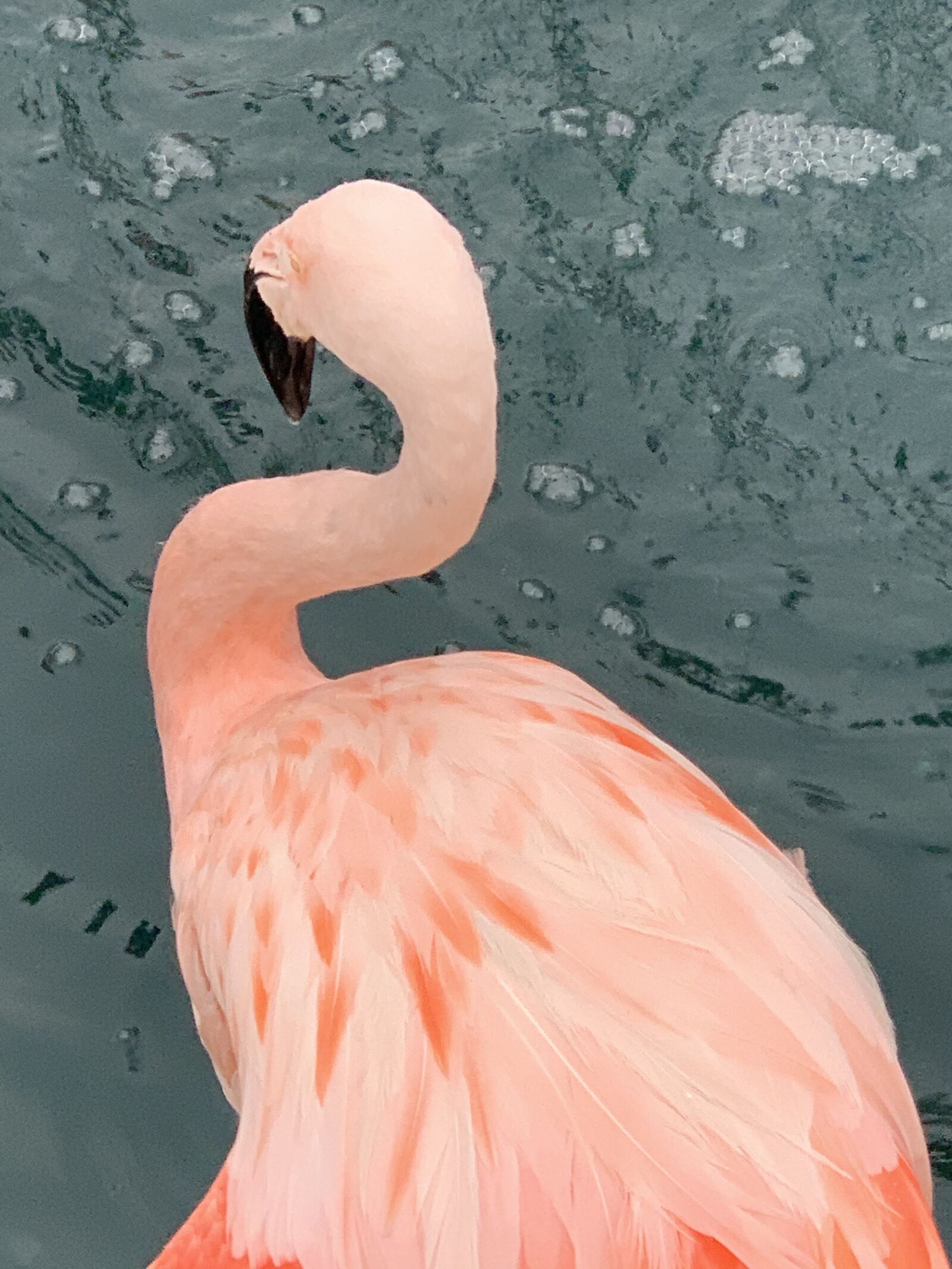 Apple iPhone XS Max + iPhone XS Max back dual camera 6mm f/2.4 sample photo. Flamingo, feathers, flamingoes photography