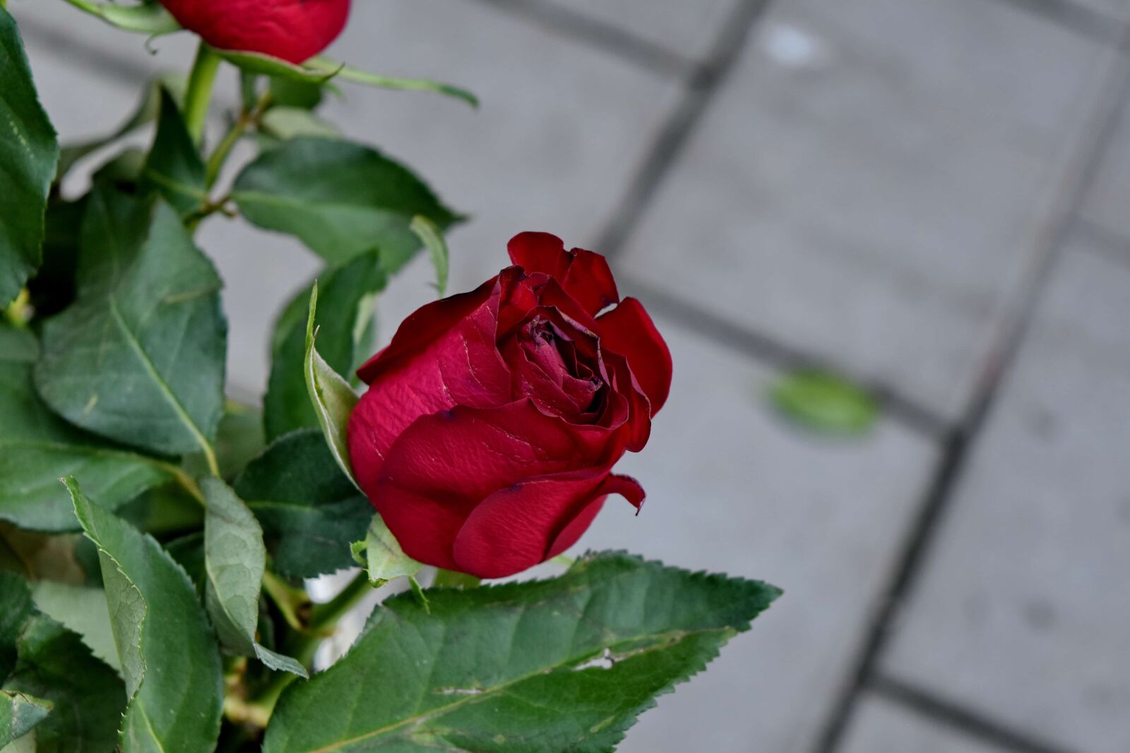 Nikon D5500 sample photo. Bouquet, red, roses, shrub photography