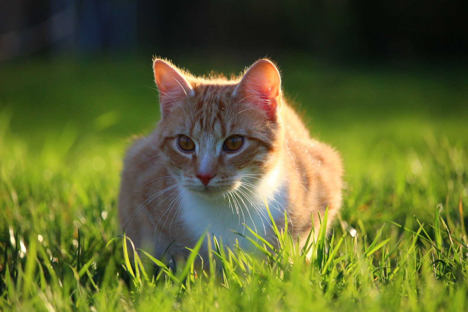 Canon EOS 100D (EOS Rebel SL1 / EOS Kiss X7) sample photo. Cat, kitten, red mackerel photography