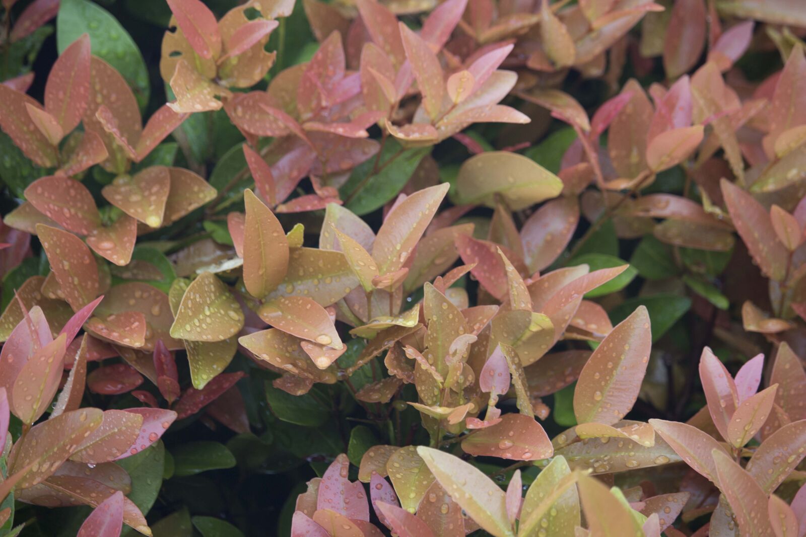 Canon EF-S 55-250mm F4-5.6 IS STM sample photo. Pink, and, brown, plant photography