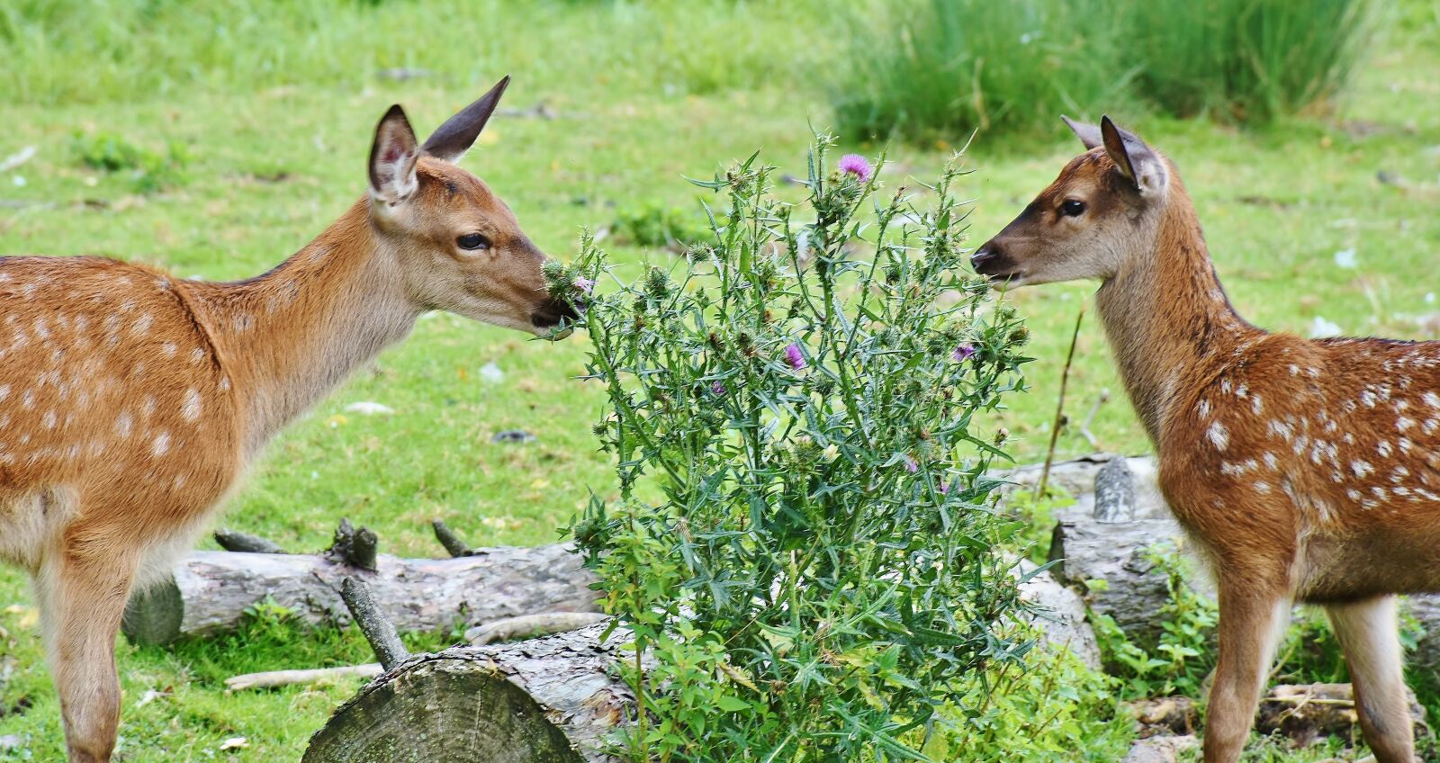 Nikon D7200 sample photo. Roe deer, kitz, wild photography