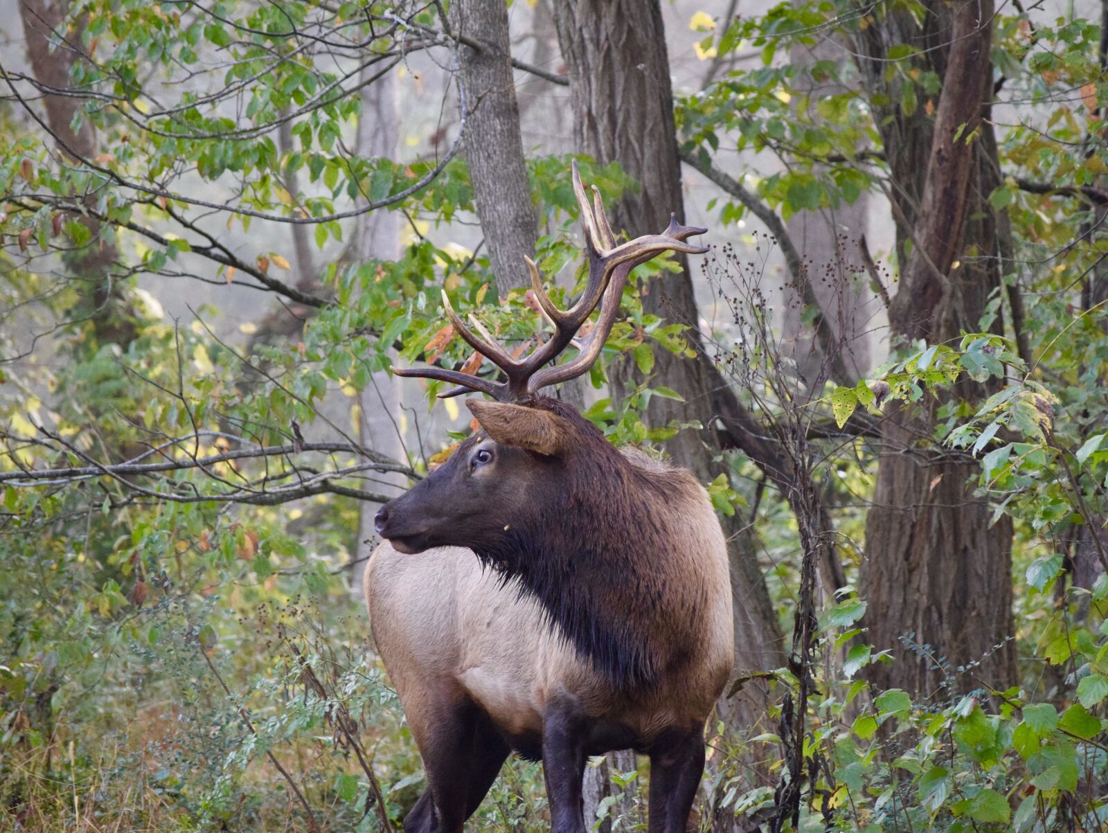 Nikon D3300 sample photo. Elk, deer, bryson city photography