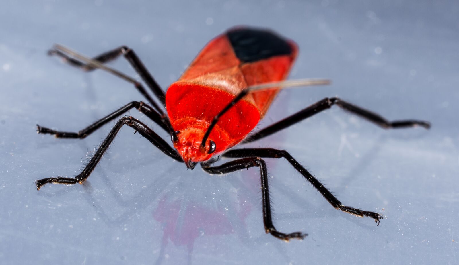Nikon D5200 sample photo. Beetle, red beetle, insect photography