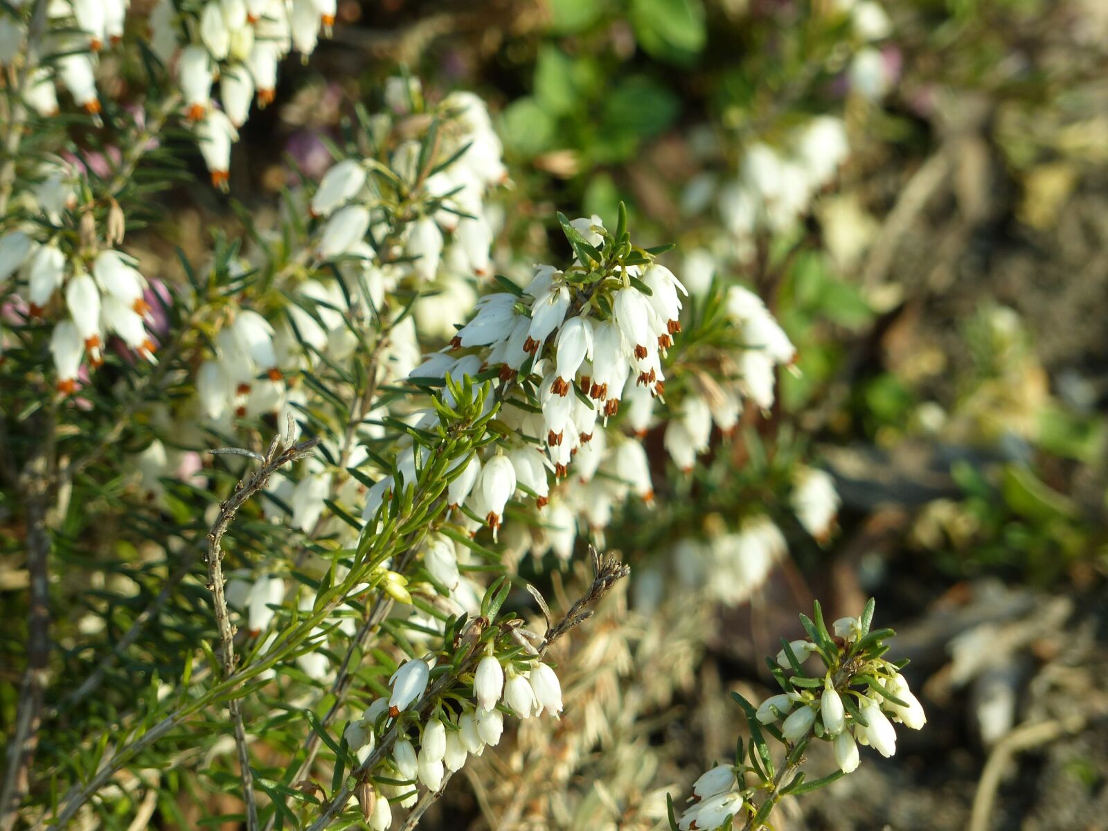 Panasonic Lumix DMC-FZ200 sample photo. Flowers, old flowers, spring photography