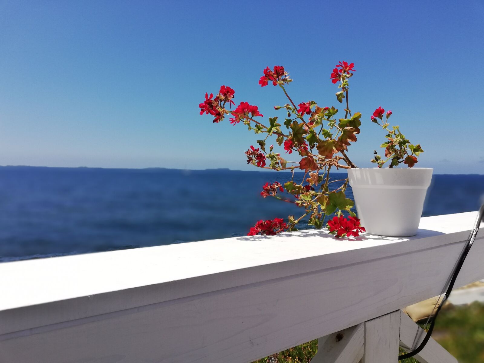 HUAWEI P20 lite sample photo. Flower, view, nature photography