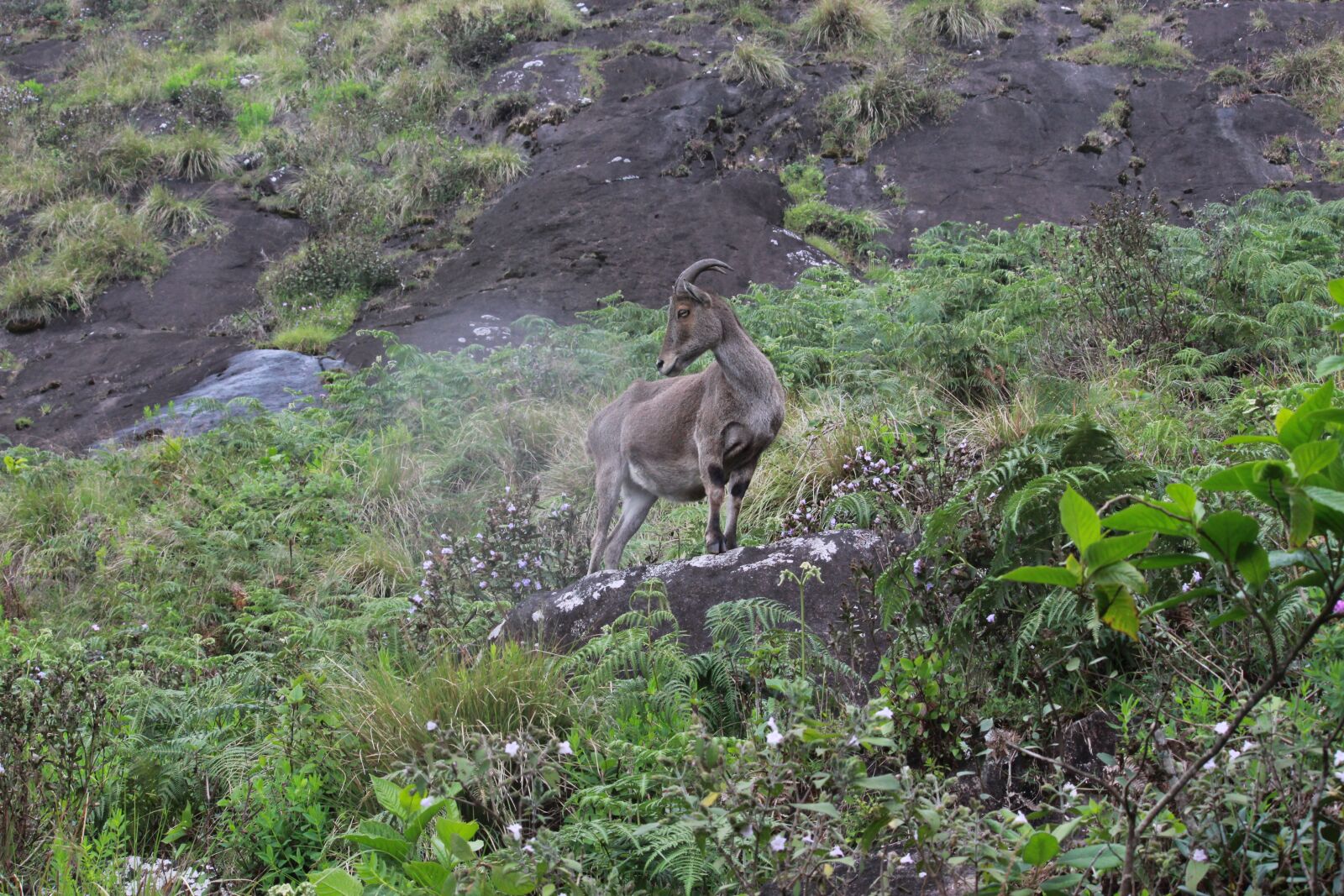 Canon EOS 1300D (EOS Rebel T6 / EOS Kiss X80) sample photo. Park, munnar, fantastic photography