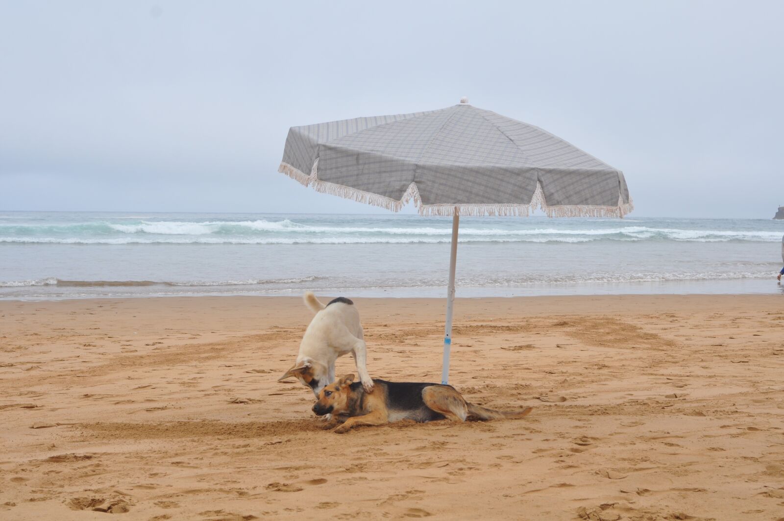 Nikon D90 sample photo. Beach, dog, holiday photography