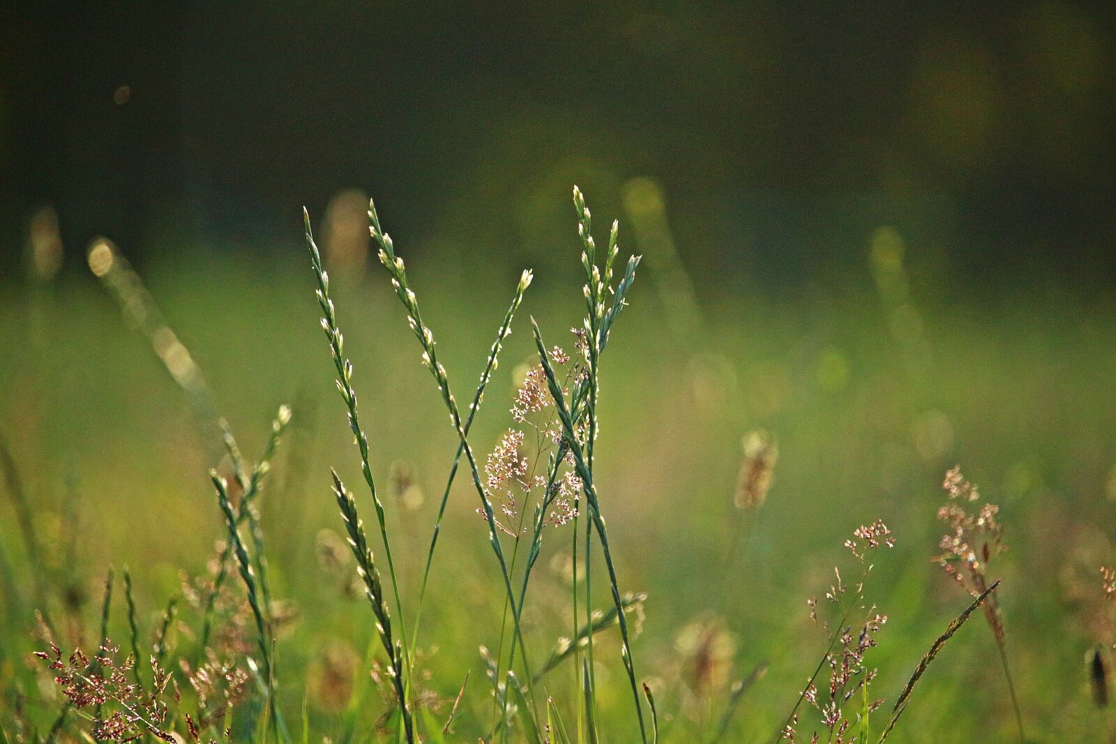 Canon EOS 100D (EOS Rebel SL1 / EOS Kiss X7) sample photo. Grass, morgenstimmung, plant photography