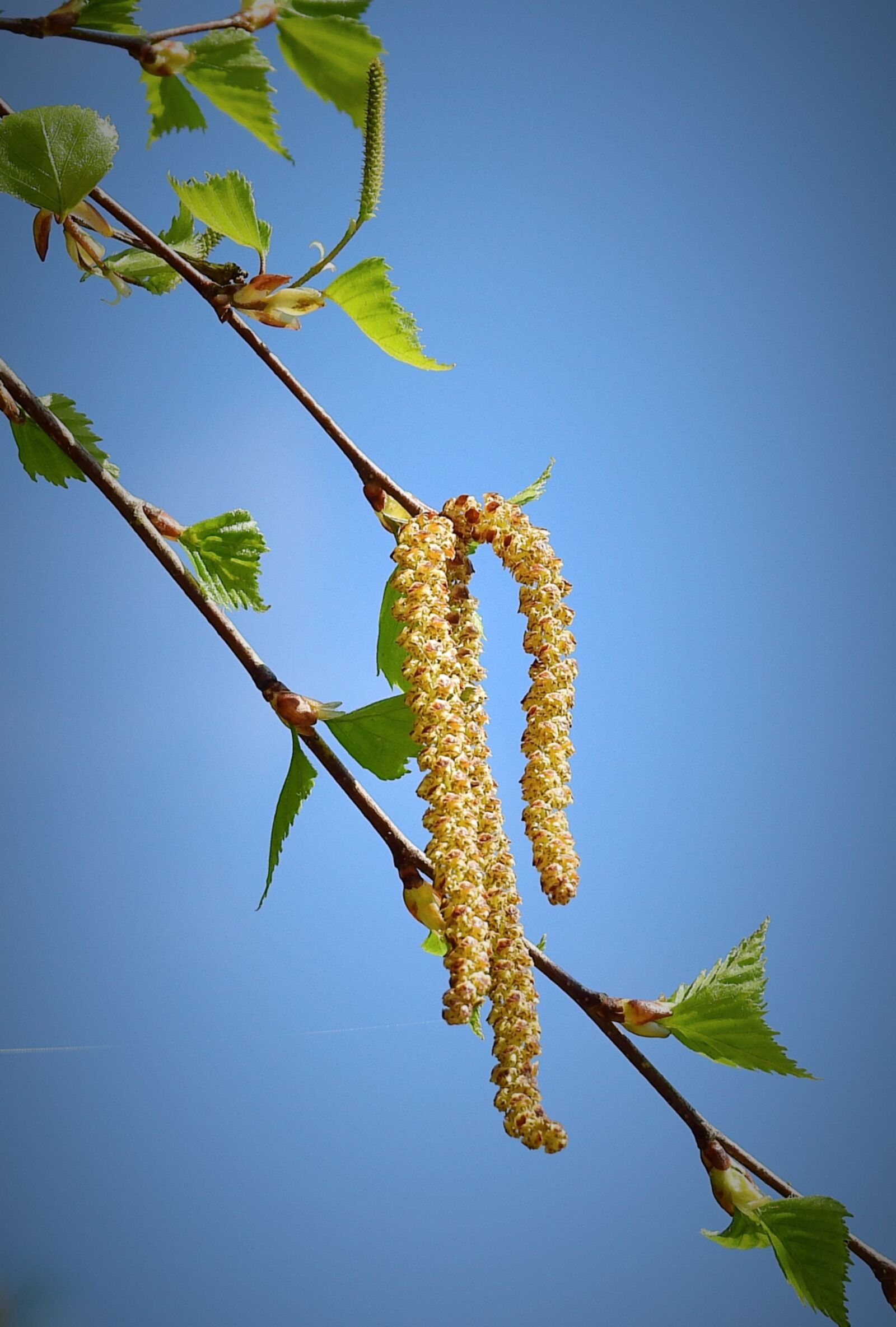 Nikon Coolpix P900 sample photo. Plant, nature, birch photography