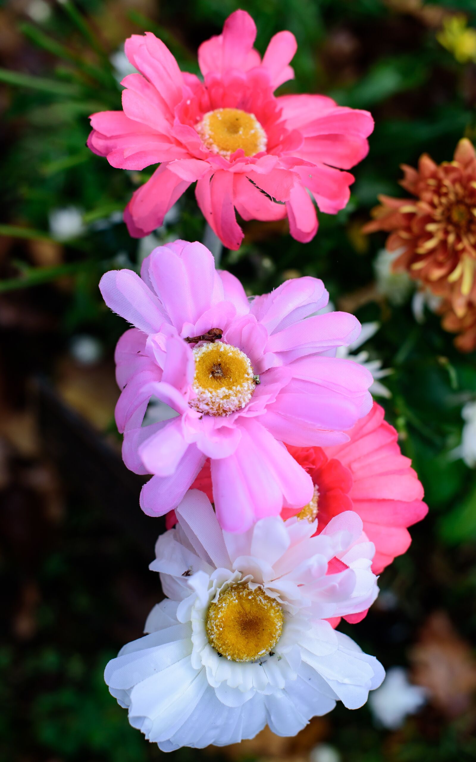 Nikon D750 sample photo. Flowers, pink, white photography