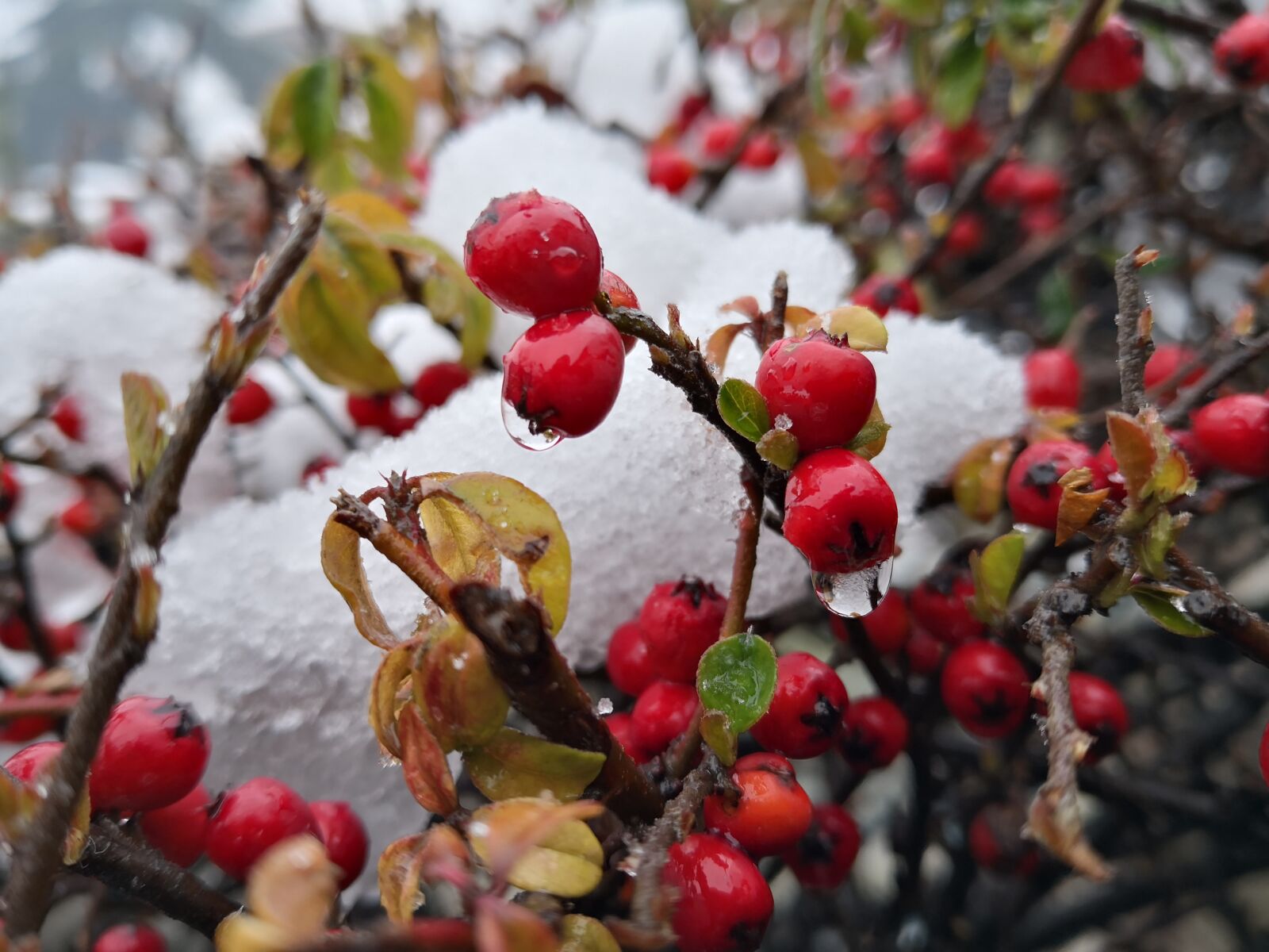 HUAWEI Mate 10 Pro sample photo. Drop, snow, plant photography