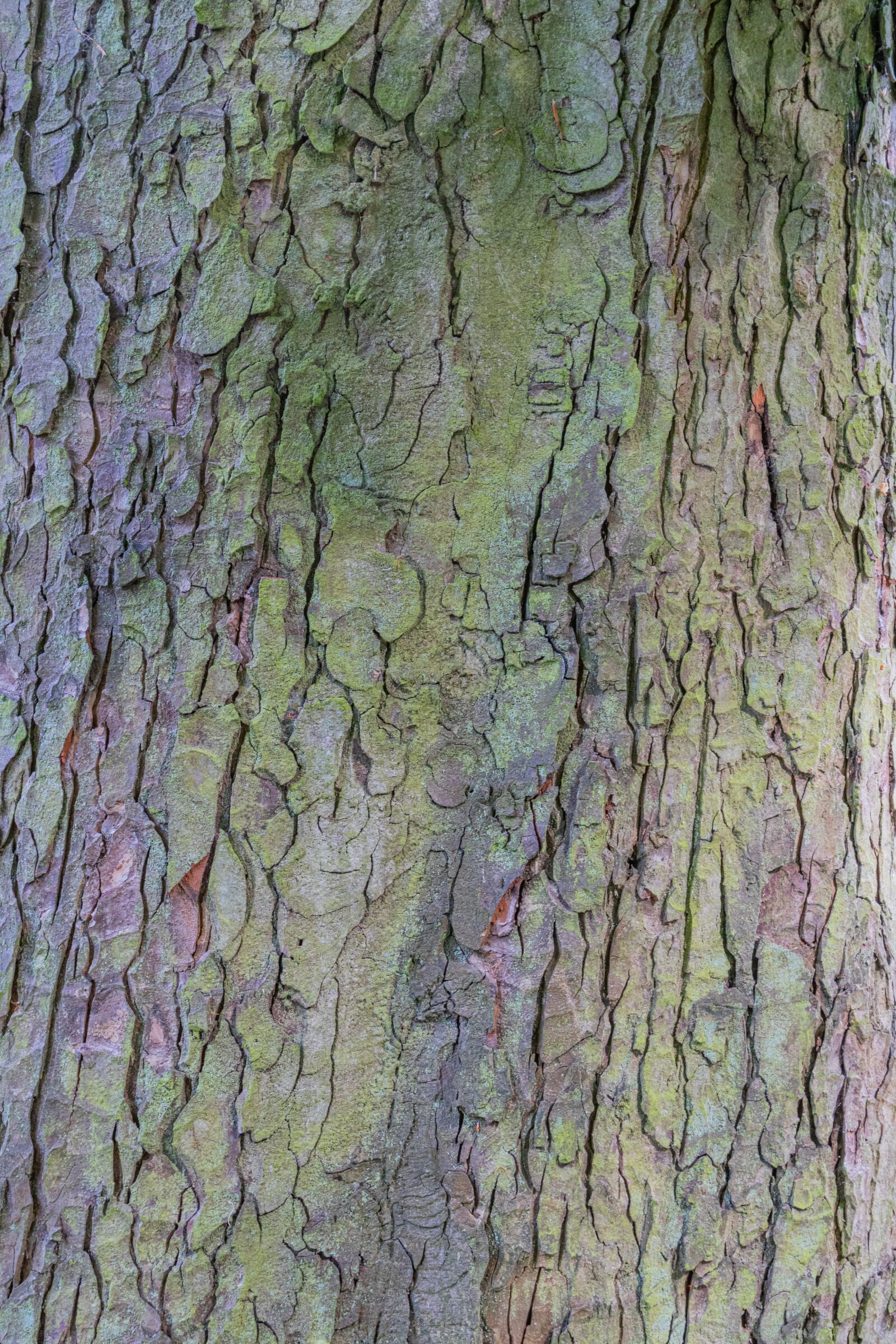 Canon EOS 80D sample photo. Bark, tree, wood photography