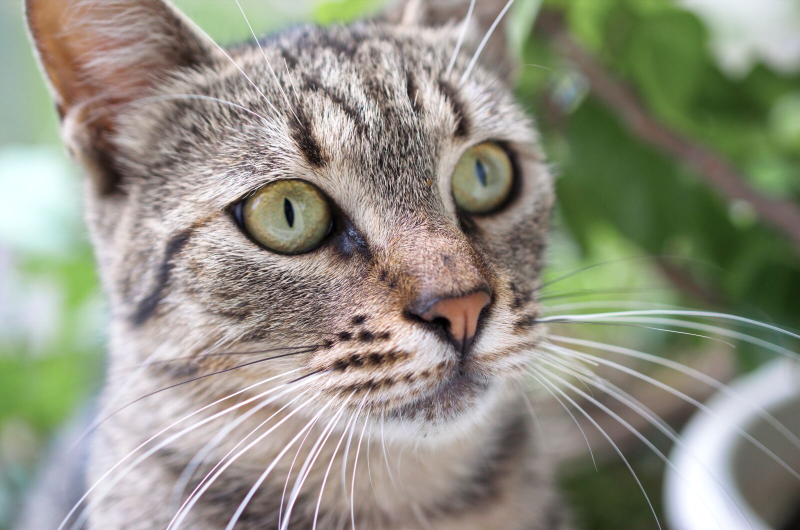 Nikon D5100 sample photo. Cat, feline, pet photography