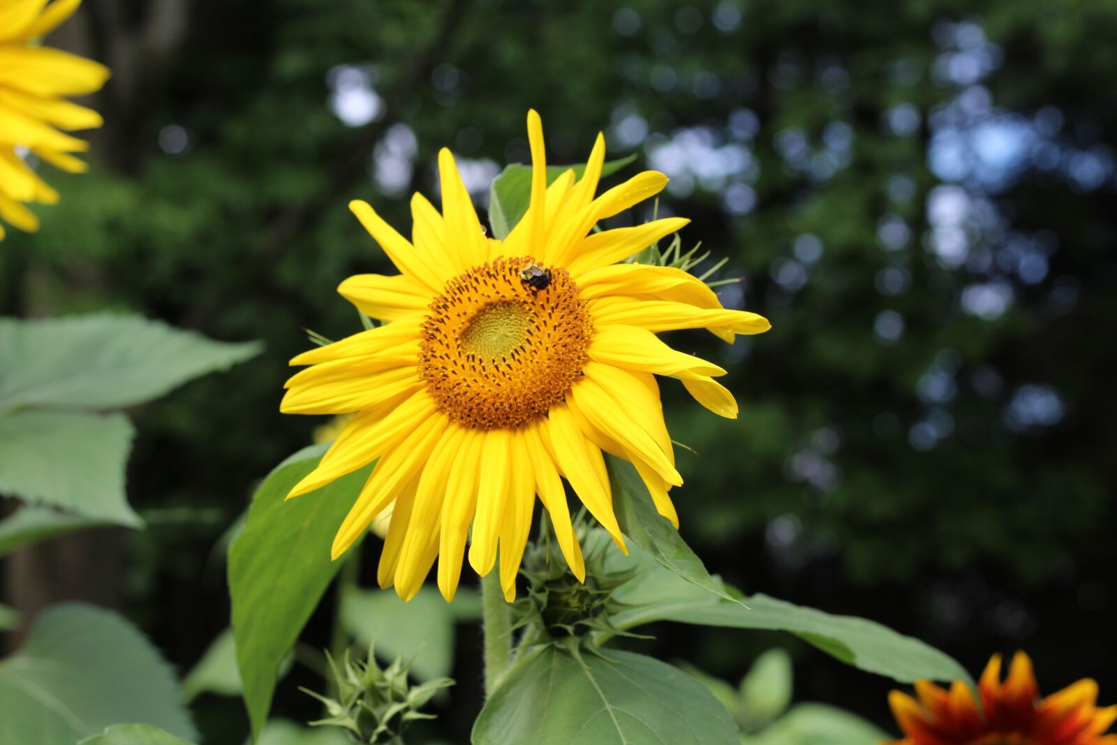 Canon EF 50mm F1.8 STM sample photo. Sunflower, yellow, spotted photography